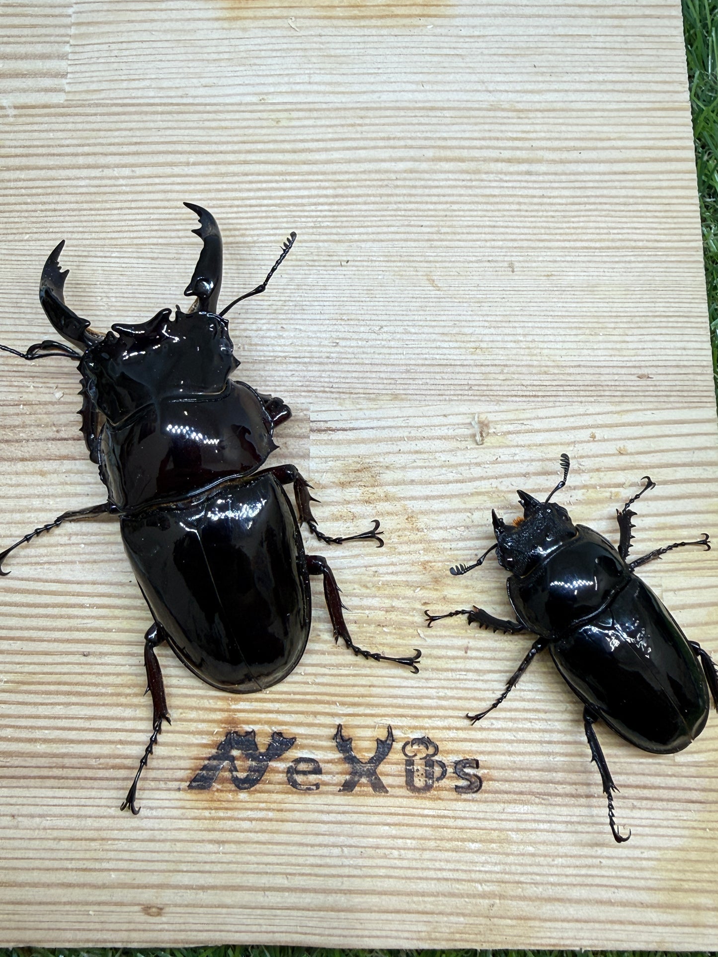 レギウスオオツヤクワガタ　♂80.7mm成虫ペア