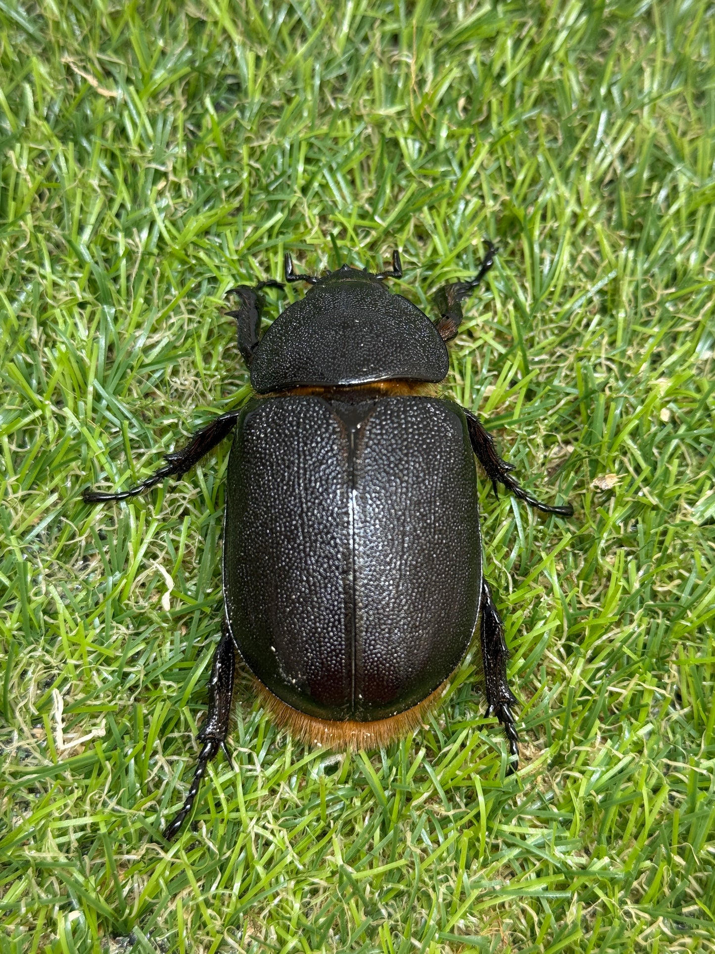サタンオオカブト　♂92.5mm成虫ペア