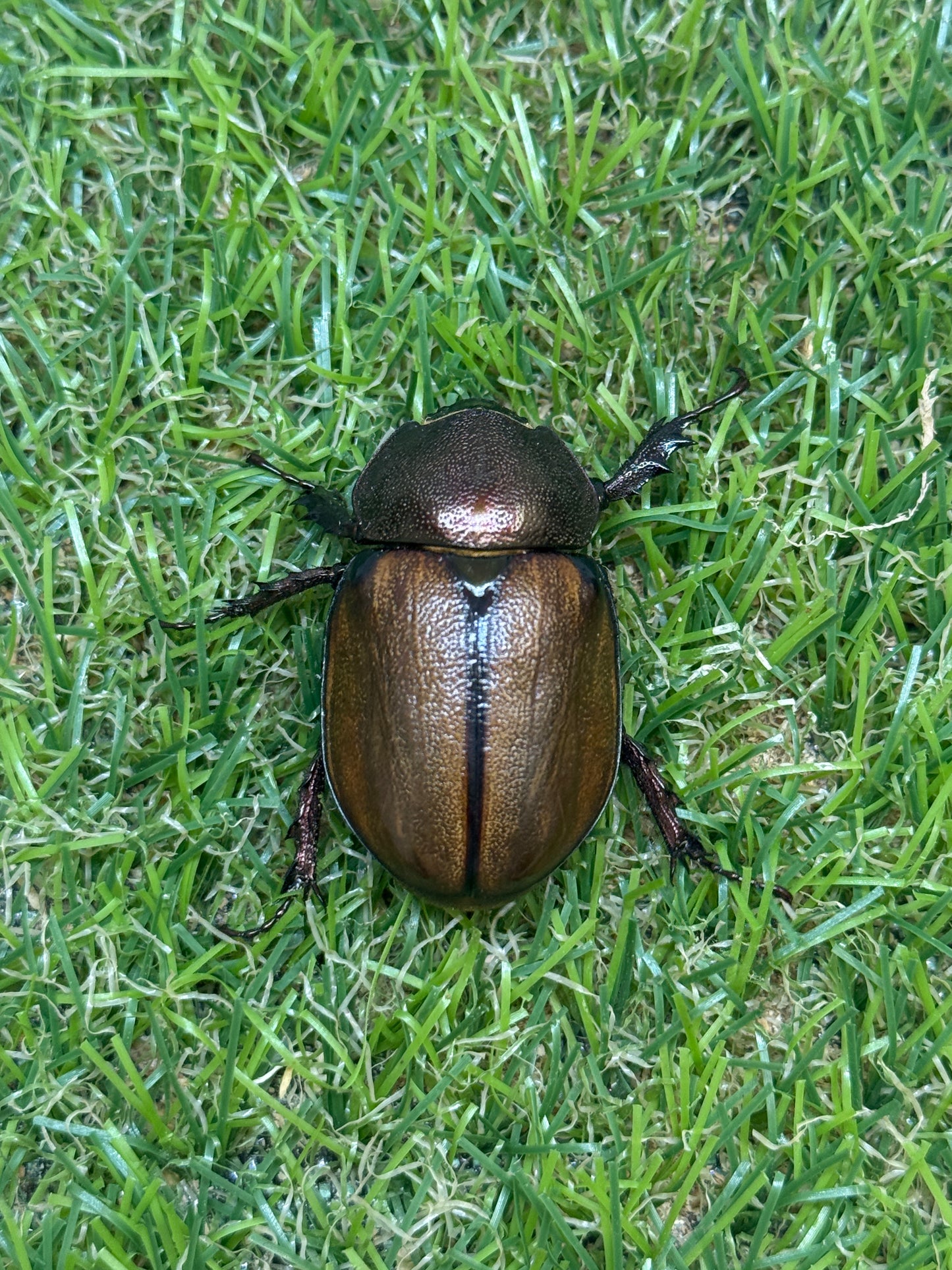 マルガリータヒナカブト　♂freeサイズ成虫ペア