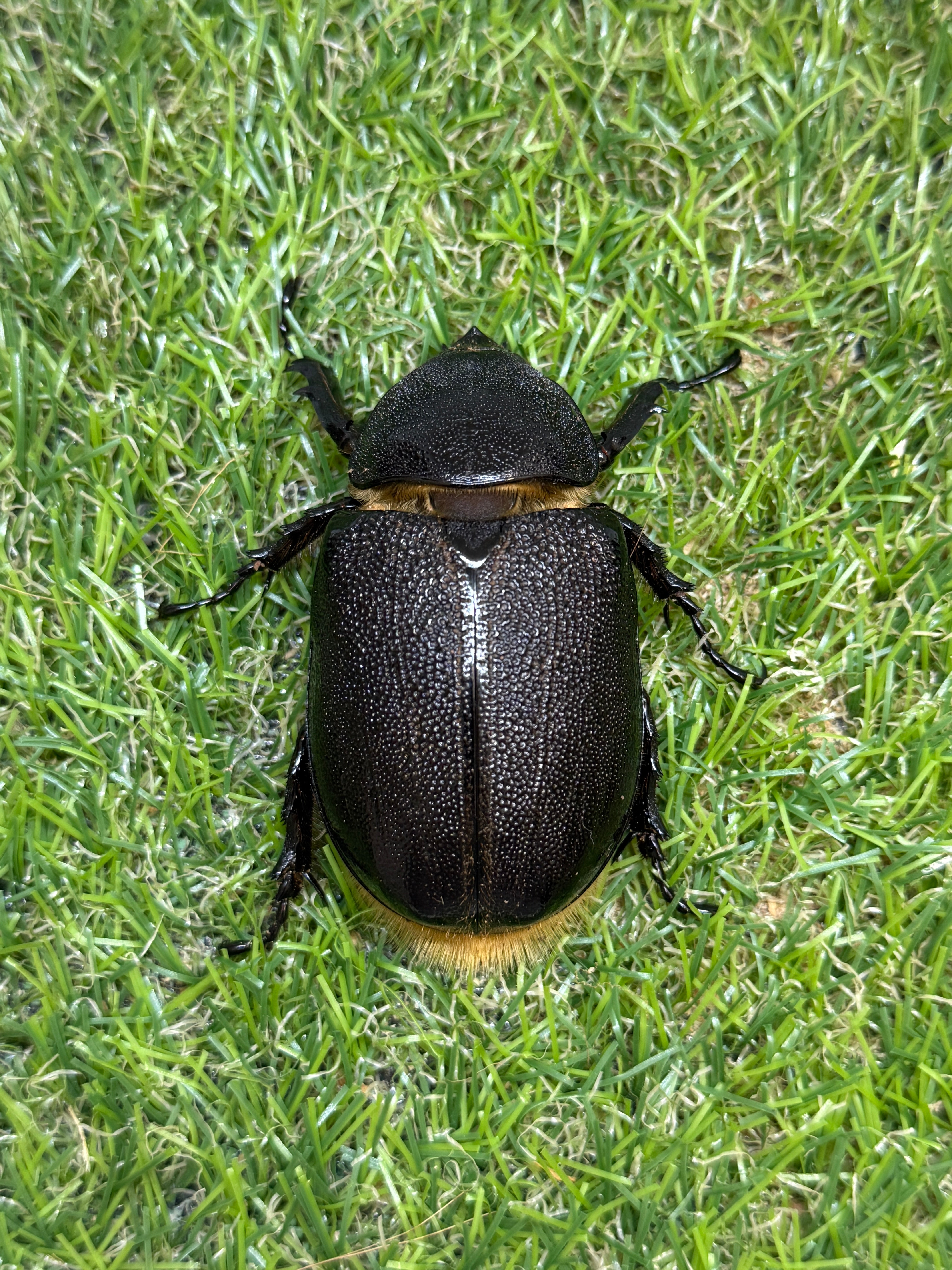 ネプチューンオオカブト ♂115mm成虫ペア – 昆虫ショップNexus