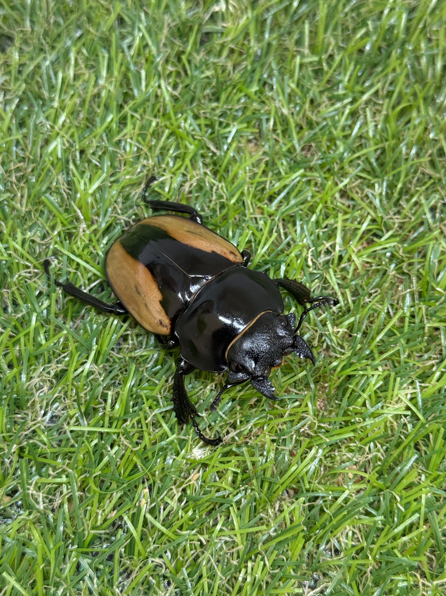 ブルマイスターツヤクワガタ　♂80.2mm成虫ペア