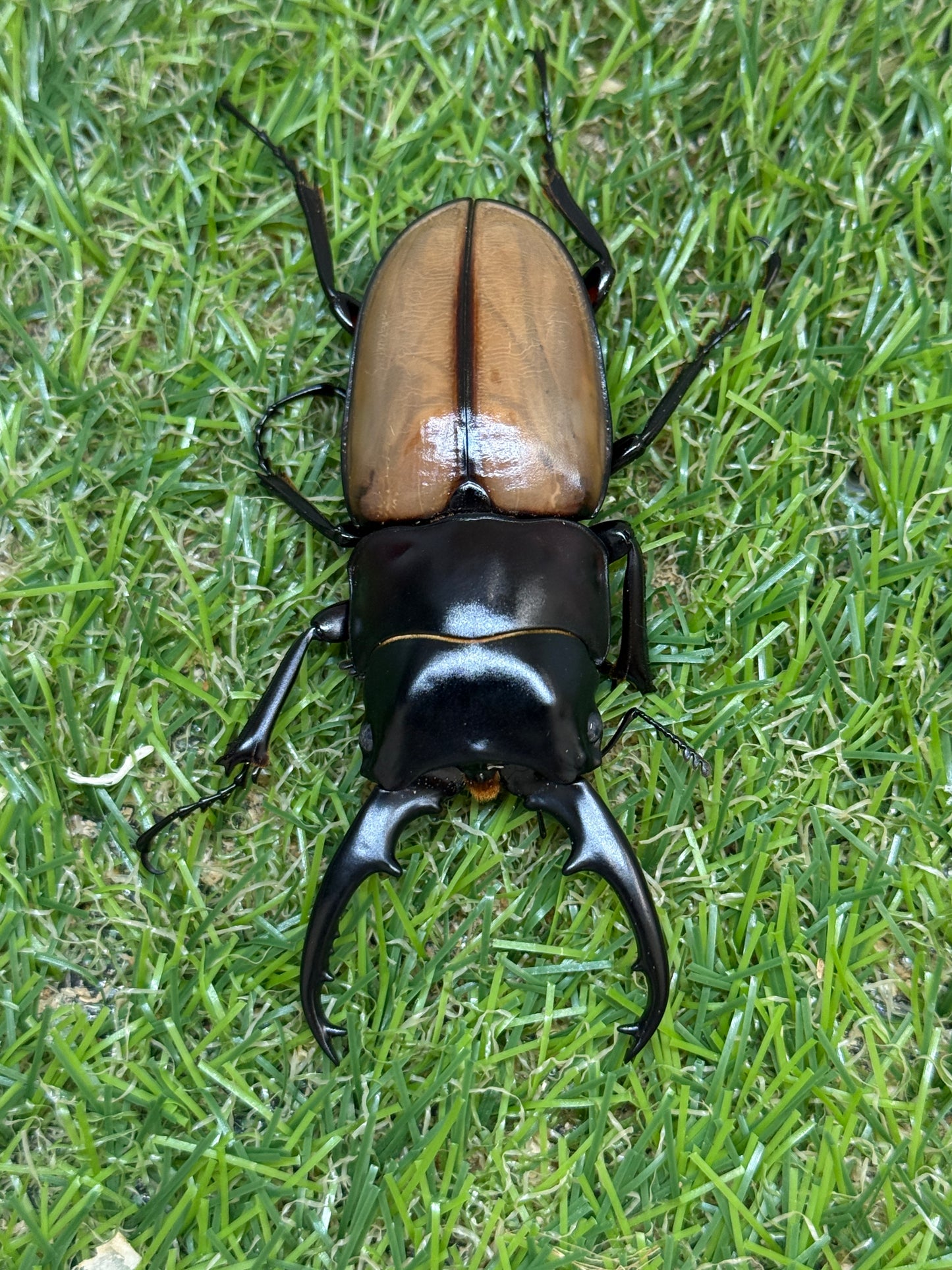 ラフェルトノコギリクワガタ　♂75mm成虫トリオ