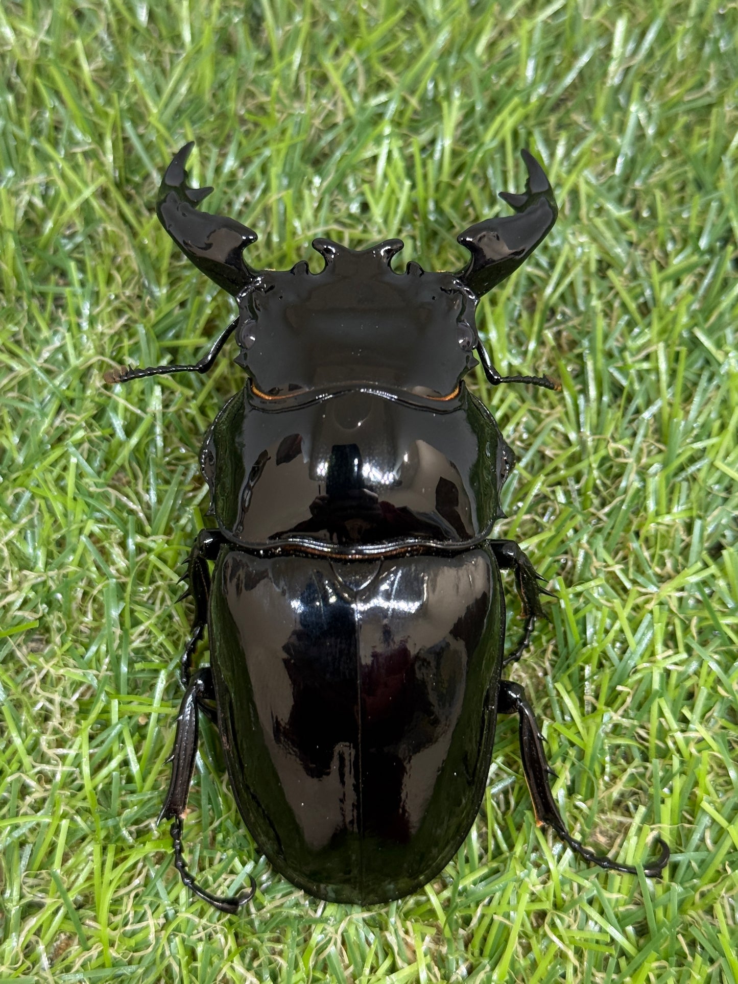 タランドゥスオオツヤクワガタ　♂85.6mm成虫ペア