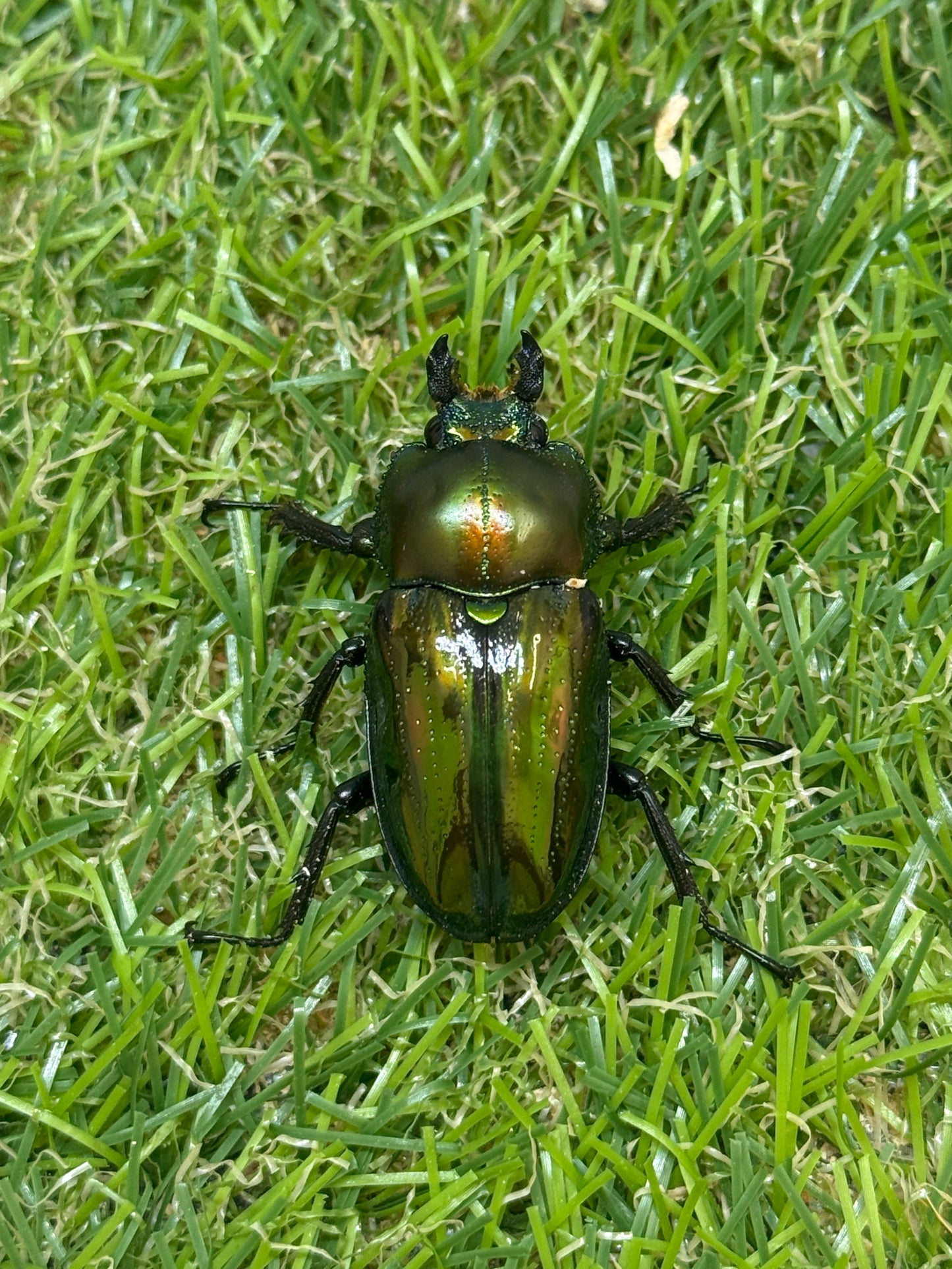 ニジイロクワガタ　♂48mm成虫ペア