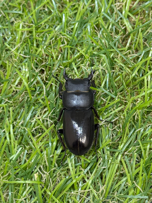 ビキヌスコクワガタ　♂freeサイズ成虫ペア