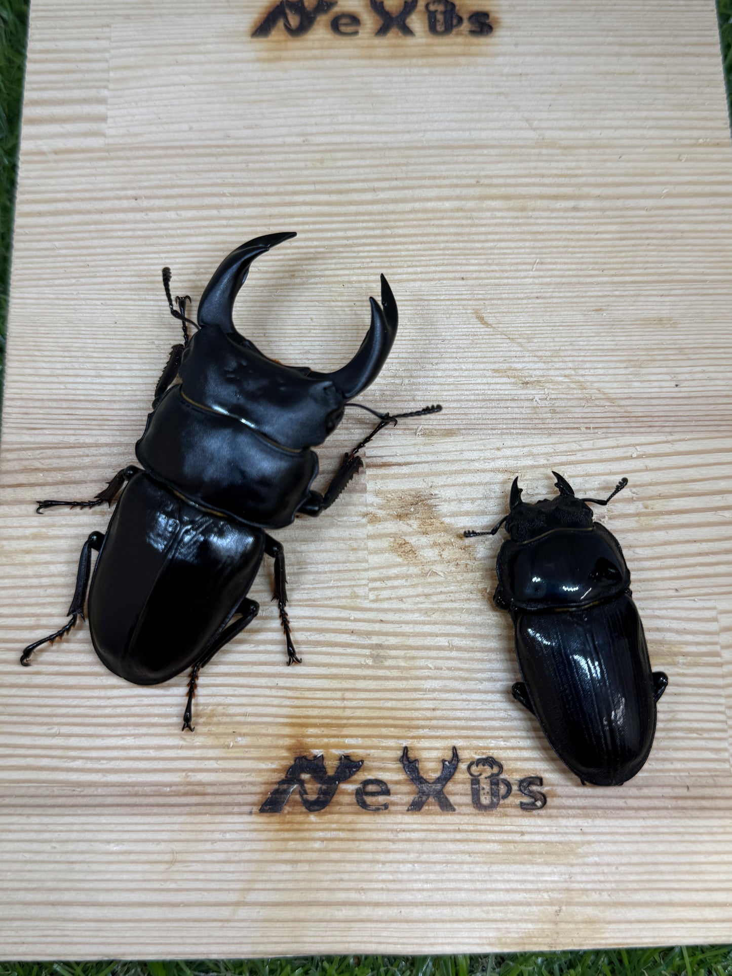 オオクワガタ　奈良輪川西　♂77.8mm成虫ペア