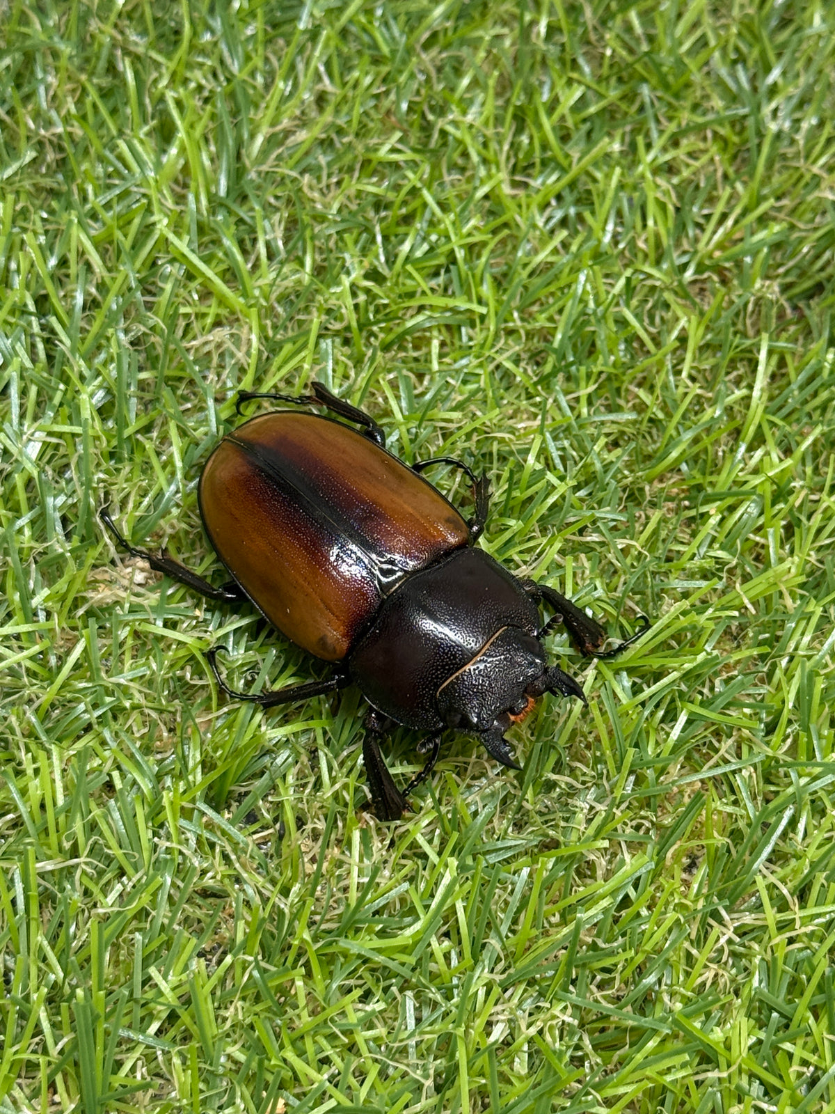 ラフェルトノコギリクワガタ　♂67mm成虫ペア