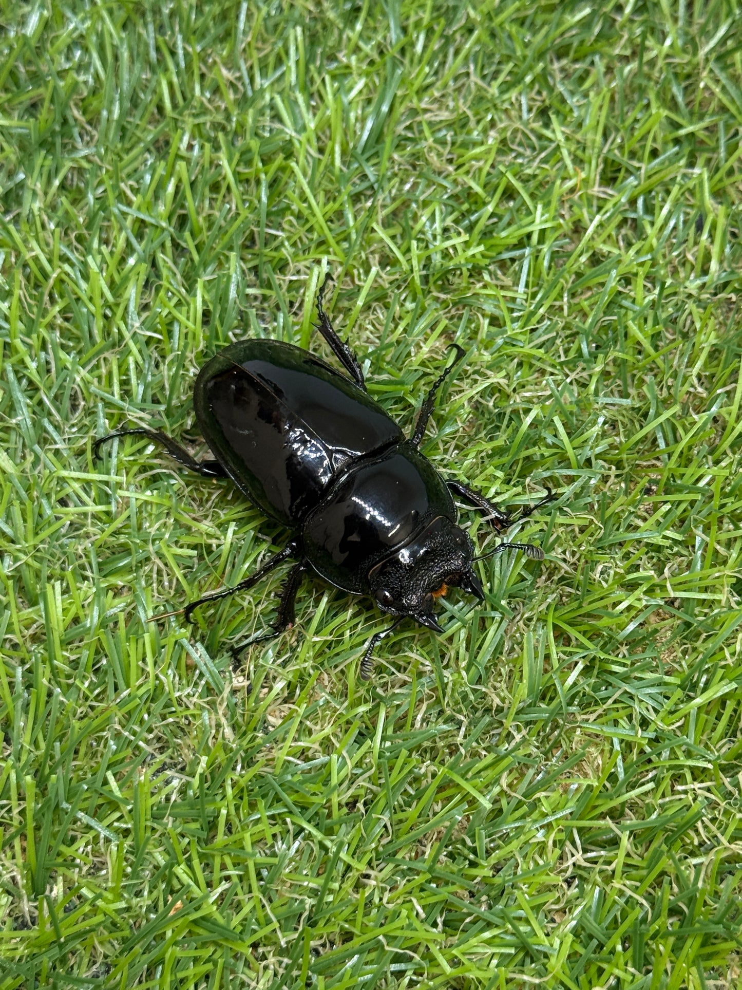 レギウスオオツヤクワガタ　♂80.7mm成虫ペア