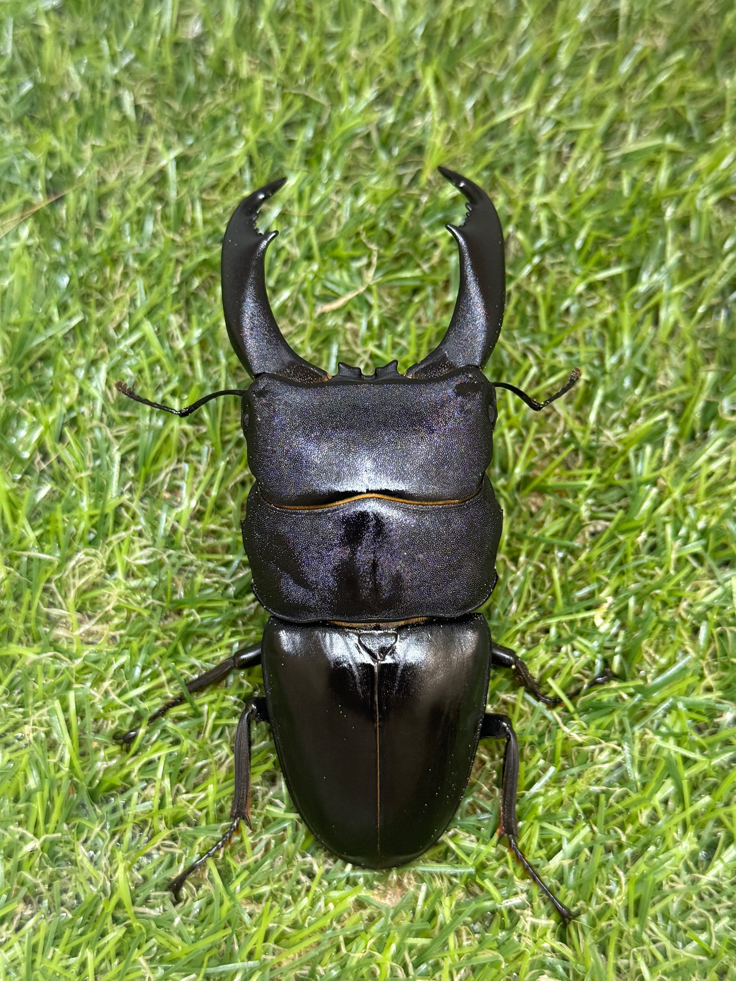 テイオウヒラタクワガタ　♂97mm成虫ペア