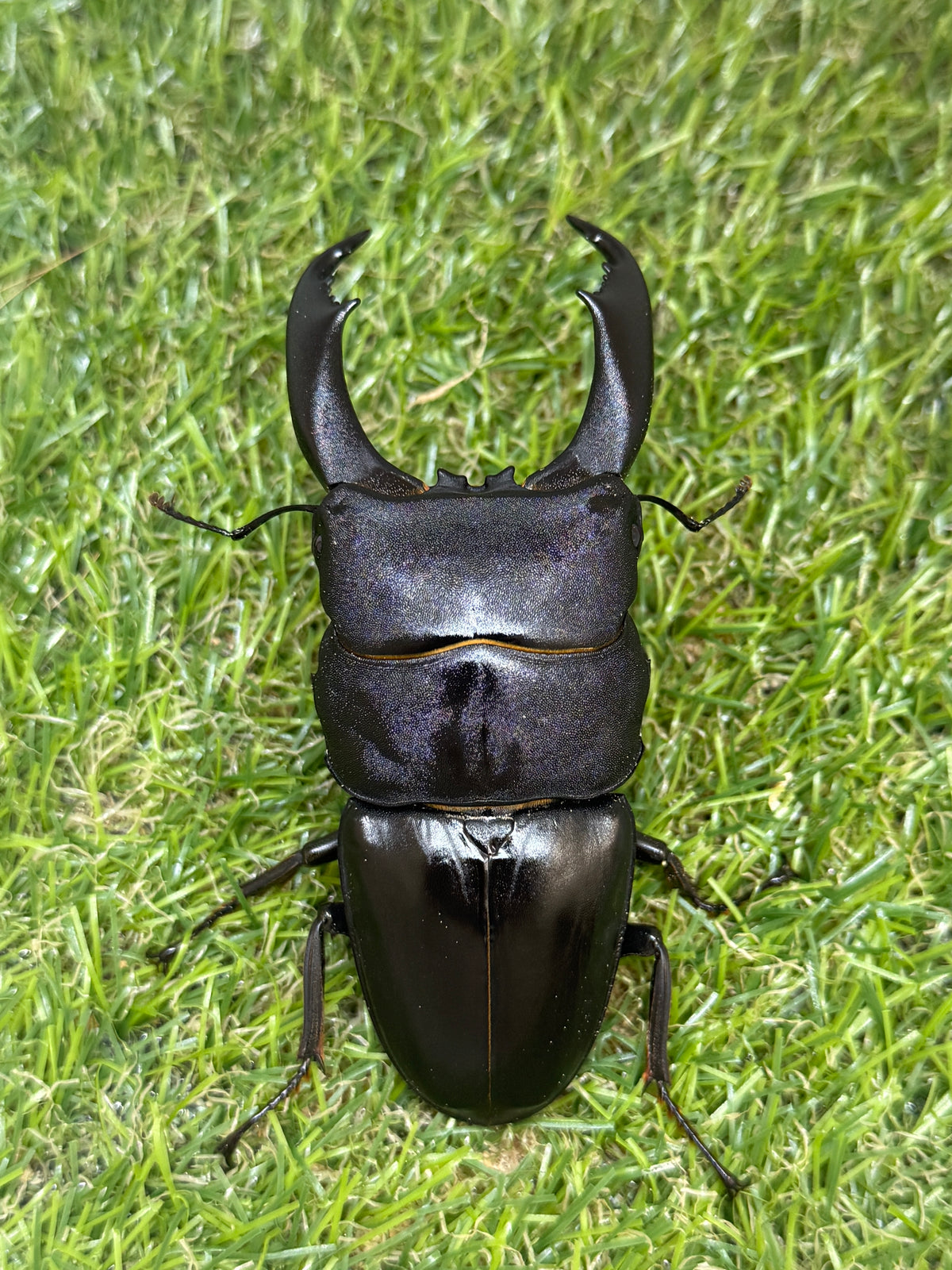 テイオウヒラタクワガタ ♂97mm成虫ペア – 昆虫ショップNexus