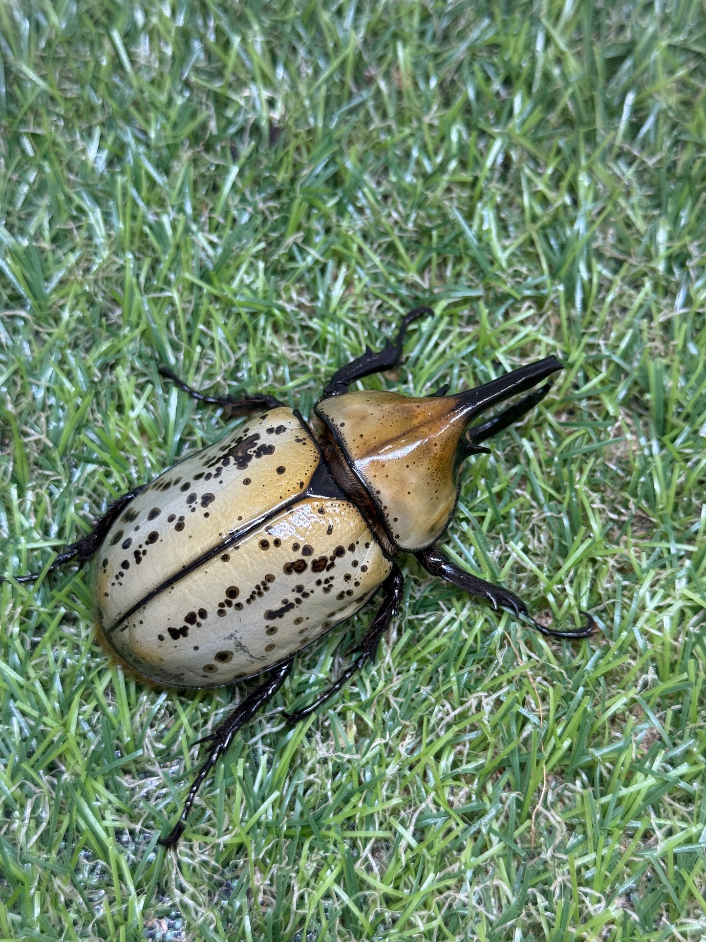ティティウスシロカブト　♂66mm成虫ペア