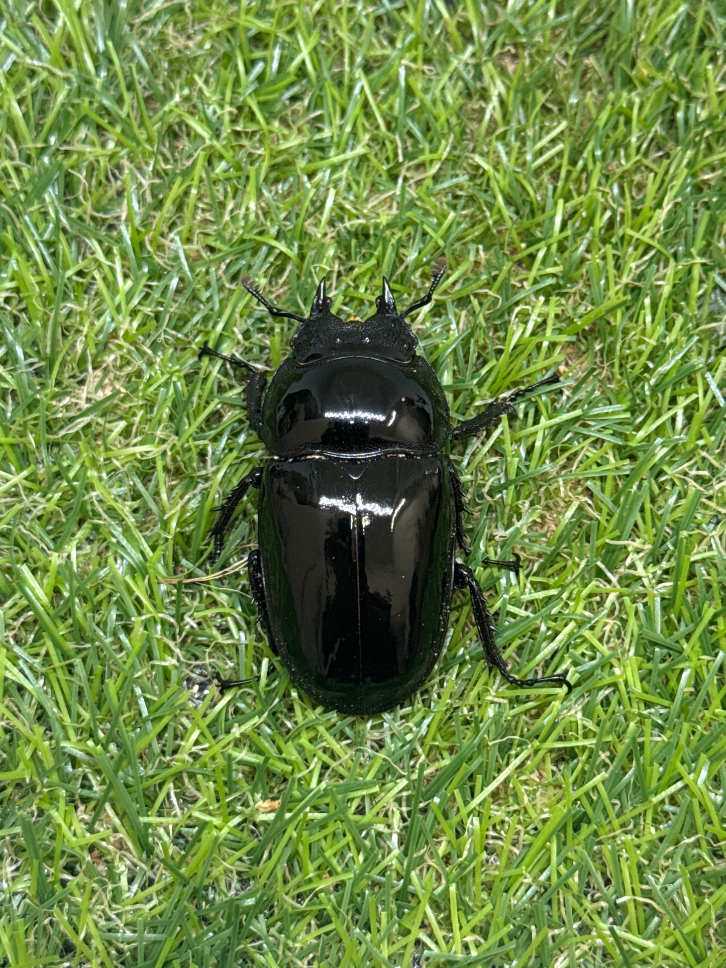 タランドゥスオオツヤクワガタ　♂79mm成虫ペア