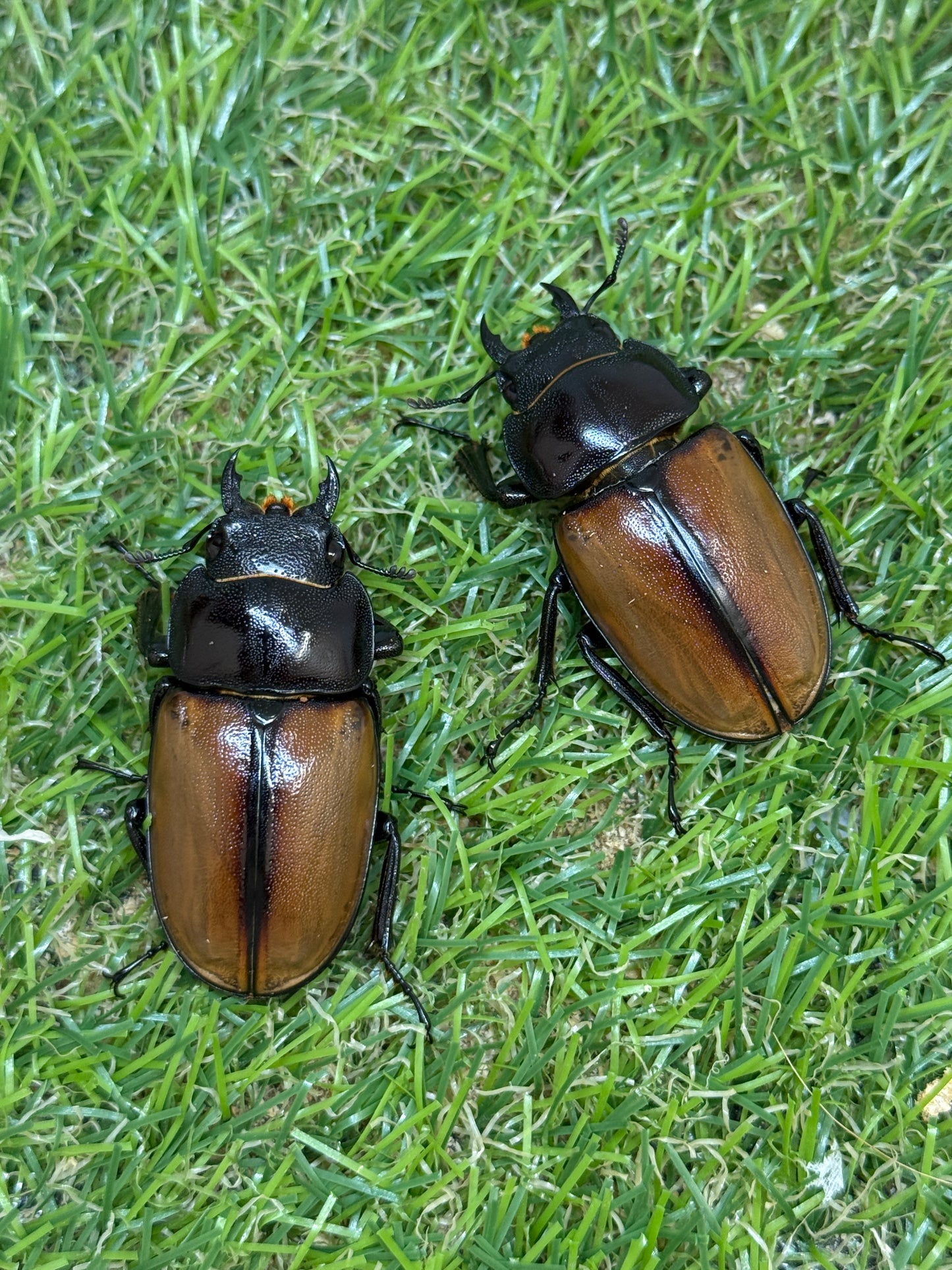 ラフェルトノコギリクワガタ　♂75mm成虫トリオ