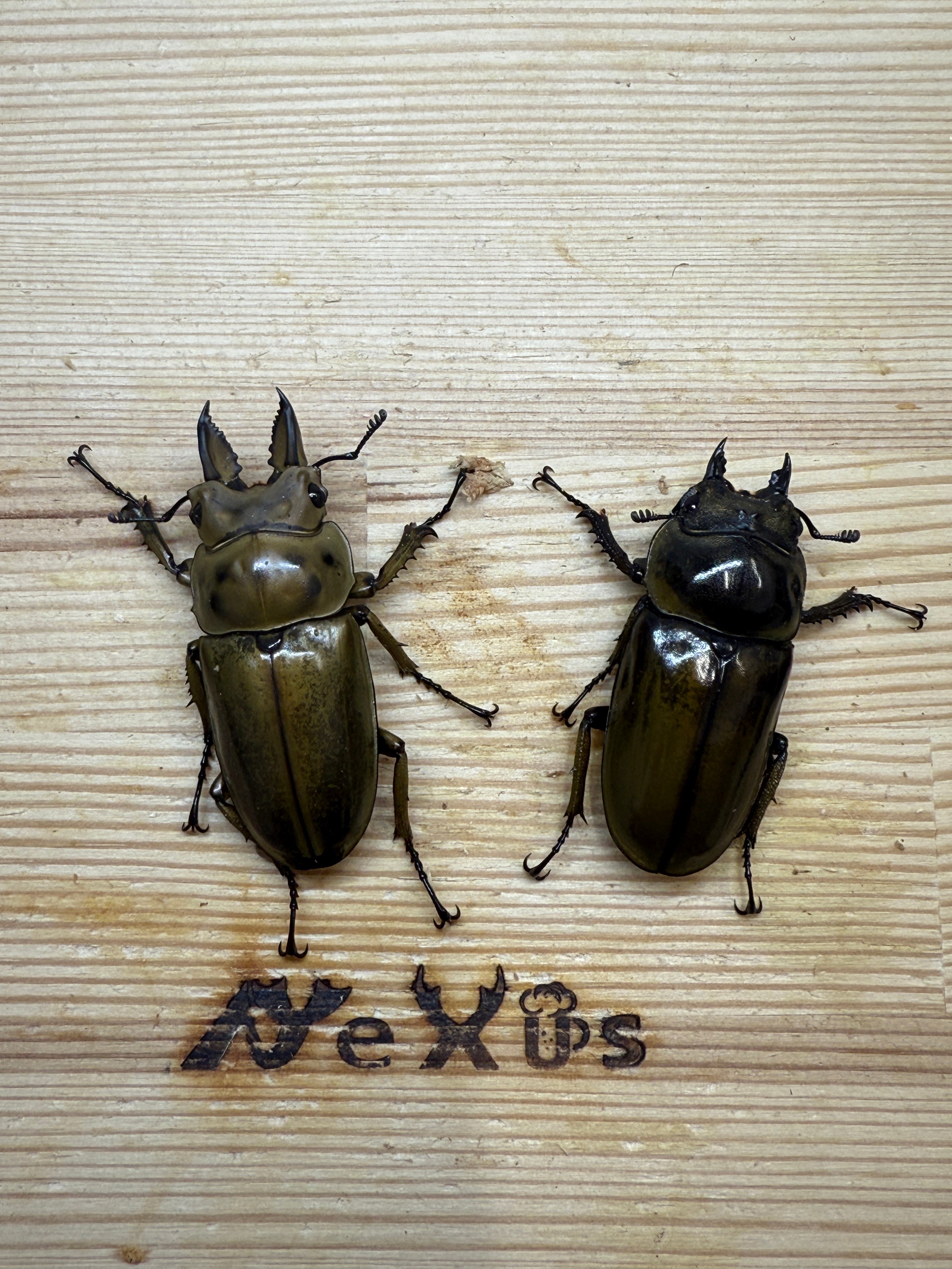 ババオウゴンオニクワガタ ♂46.5mm成虫ペア – 昆虫ショップNexus