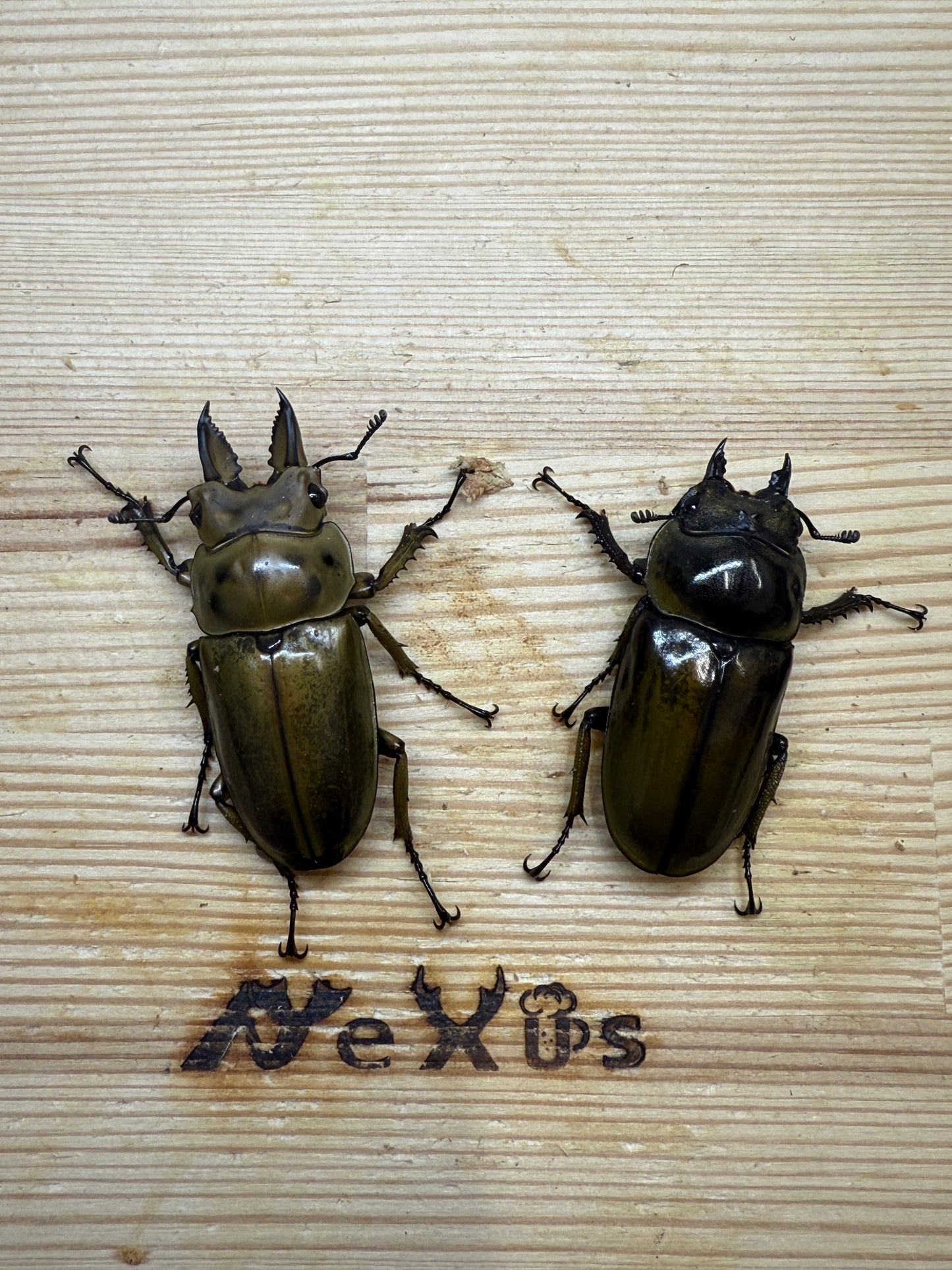 ババオウゴンオニクワガタ　♂46.5mm成虫ペア