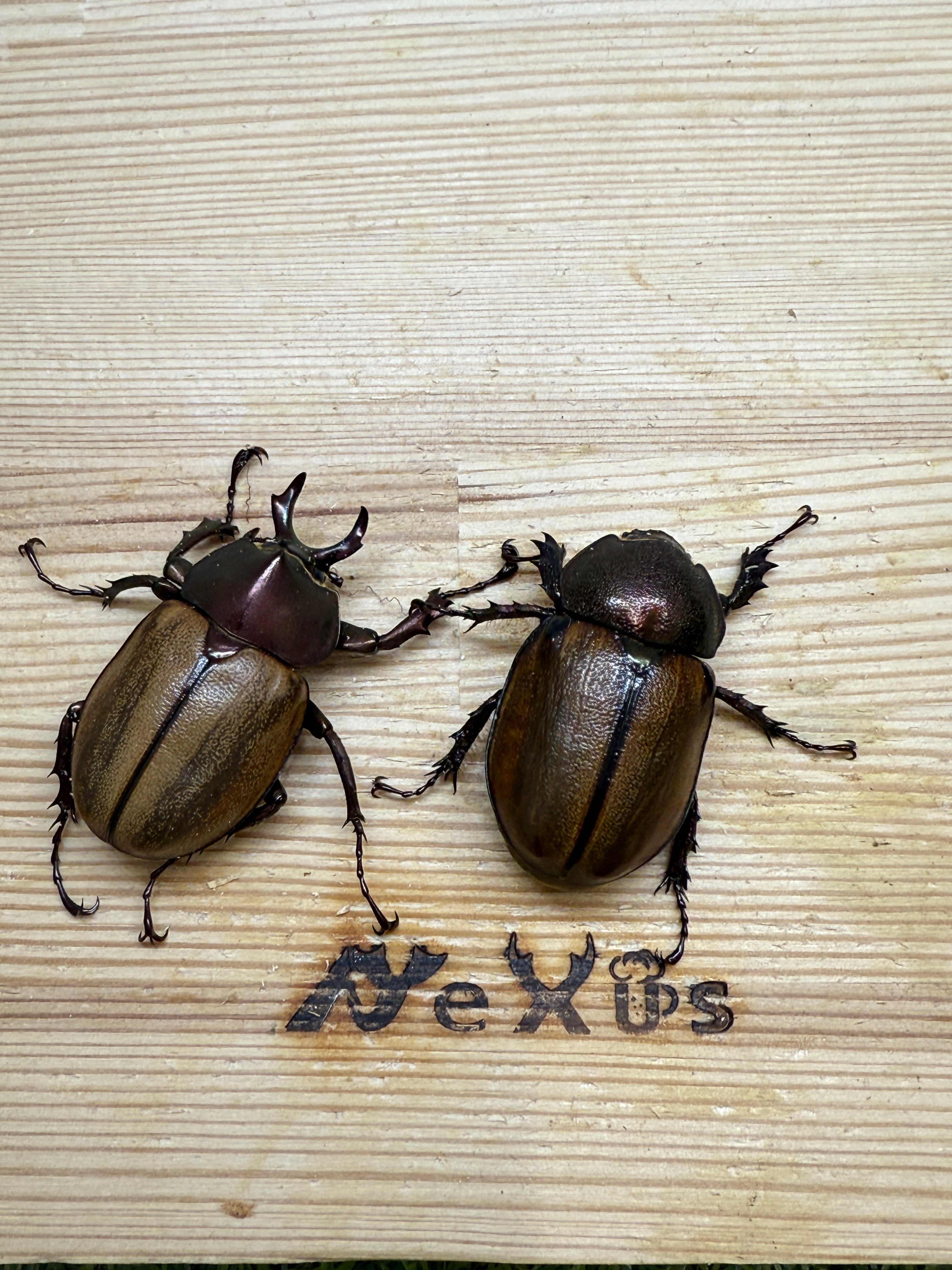 マルガリータヒナカブト ♂freeサイズ成虫ペア – 昆虫ショップNexus