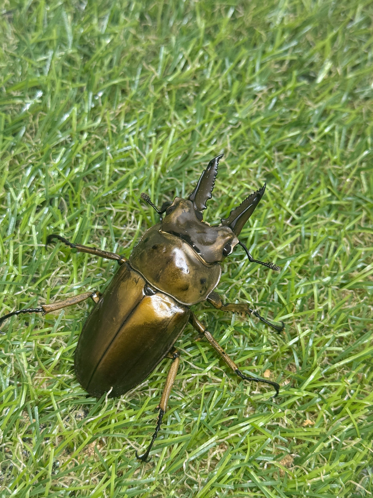 ババオウゴンオニクワガタ　♂58.3mm成虫ペア　即ブリード可能