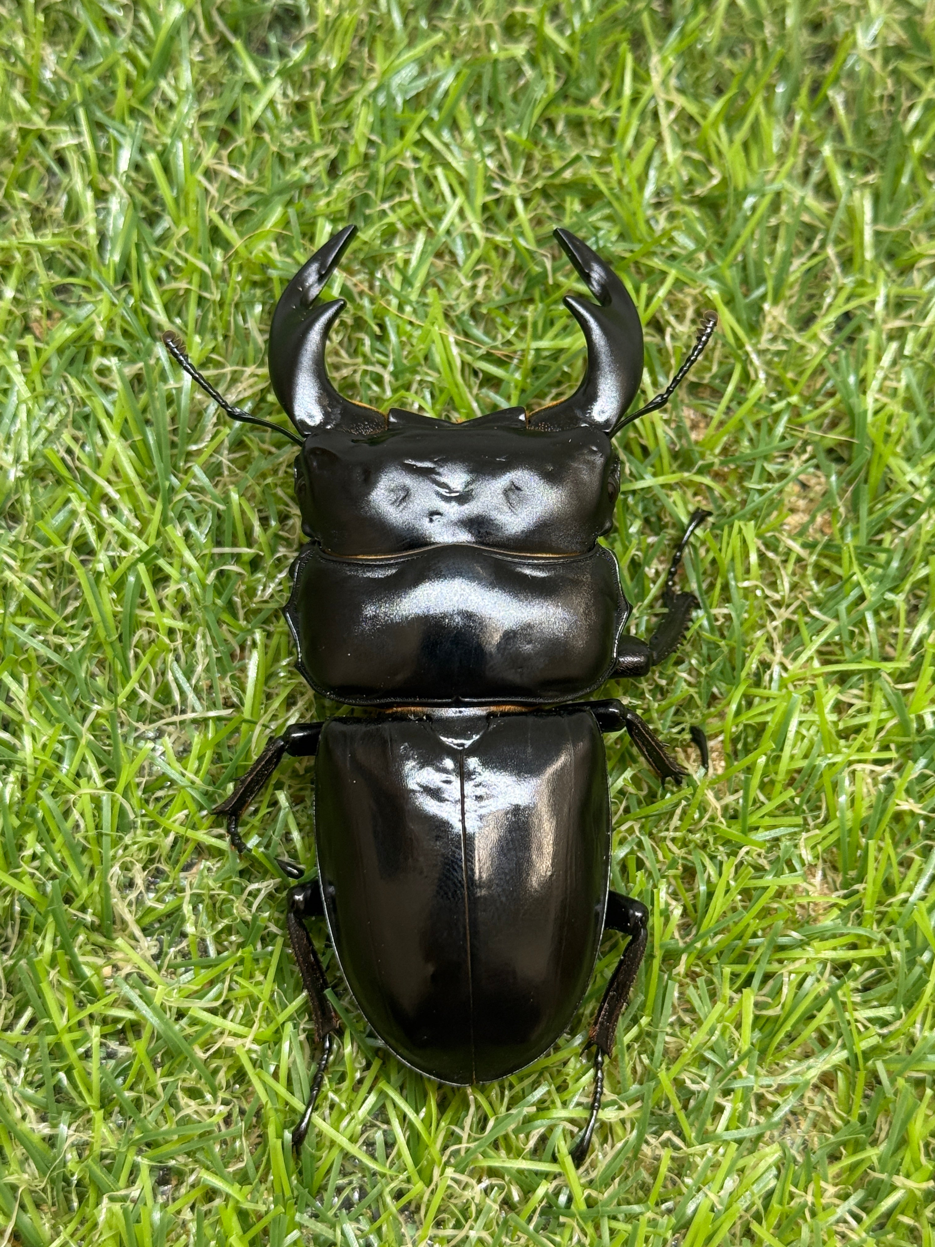 インドアンタエウスオオクワガタ ♂78mm成虫ペア – 昆虫ショップNexus