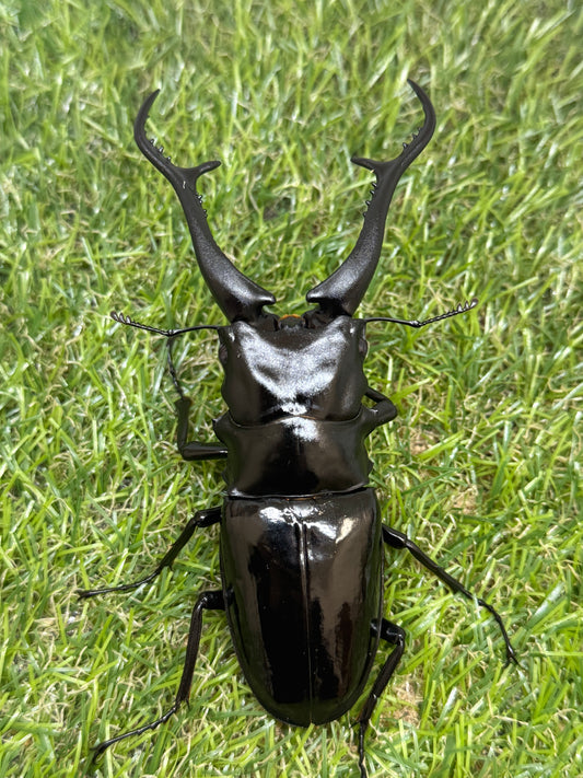 ギラファノコギリクワガタ(ダイスケ)　♂109mm単品