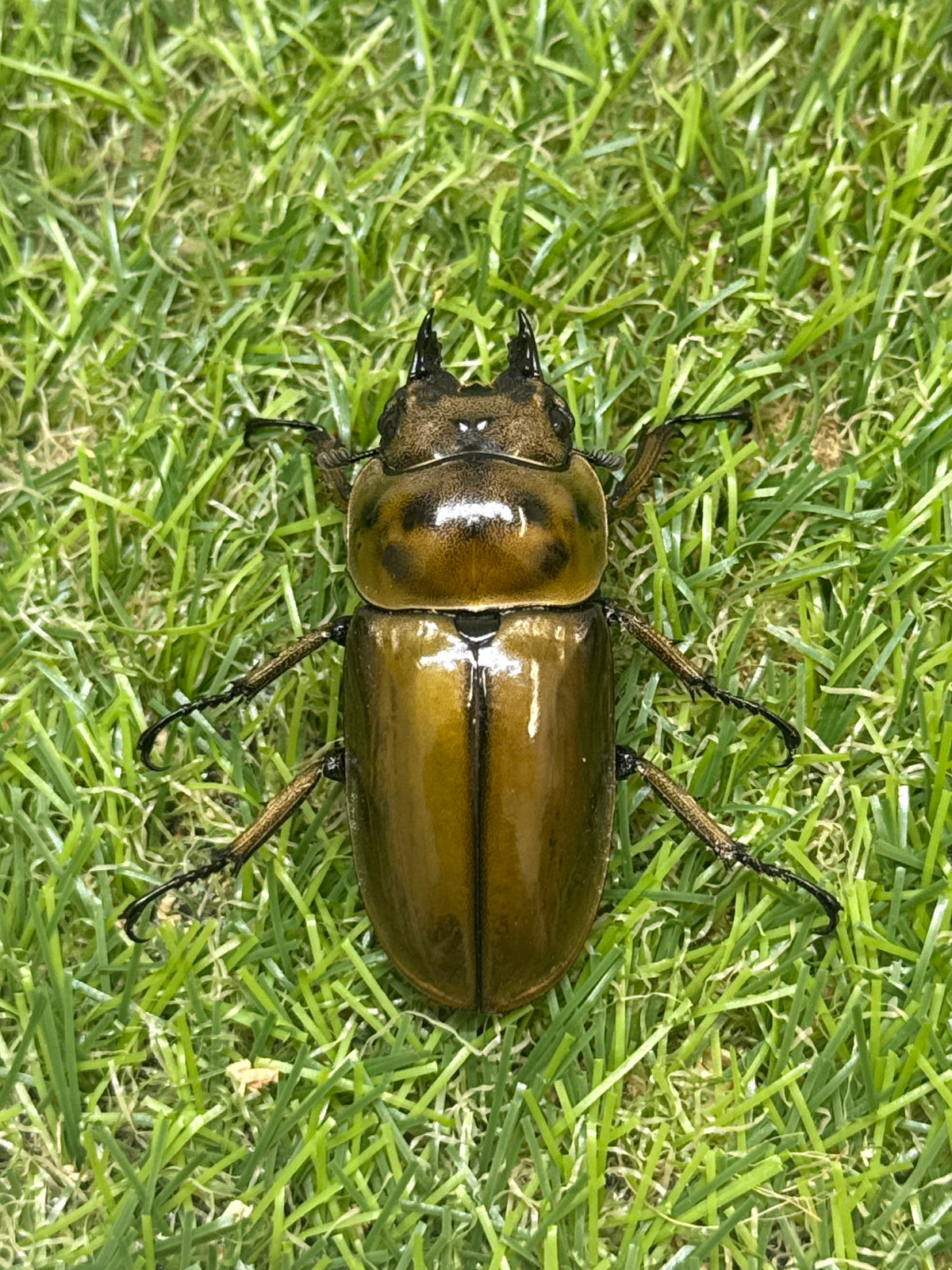 ババオウゴンオニクワガタ　♂74.7mm成虫ペア
