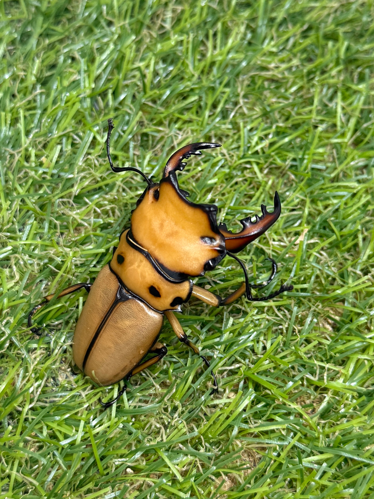 メンガタメリークワガタ　♂51mm成虫ペア