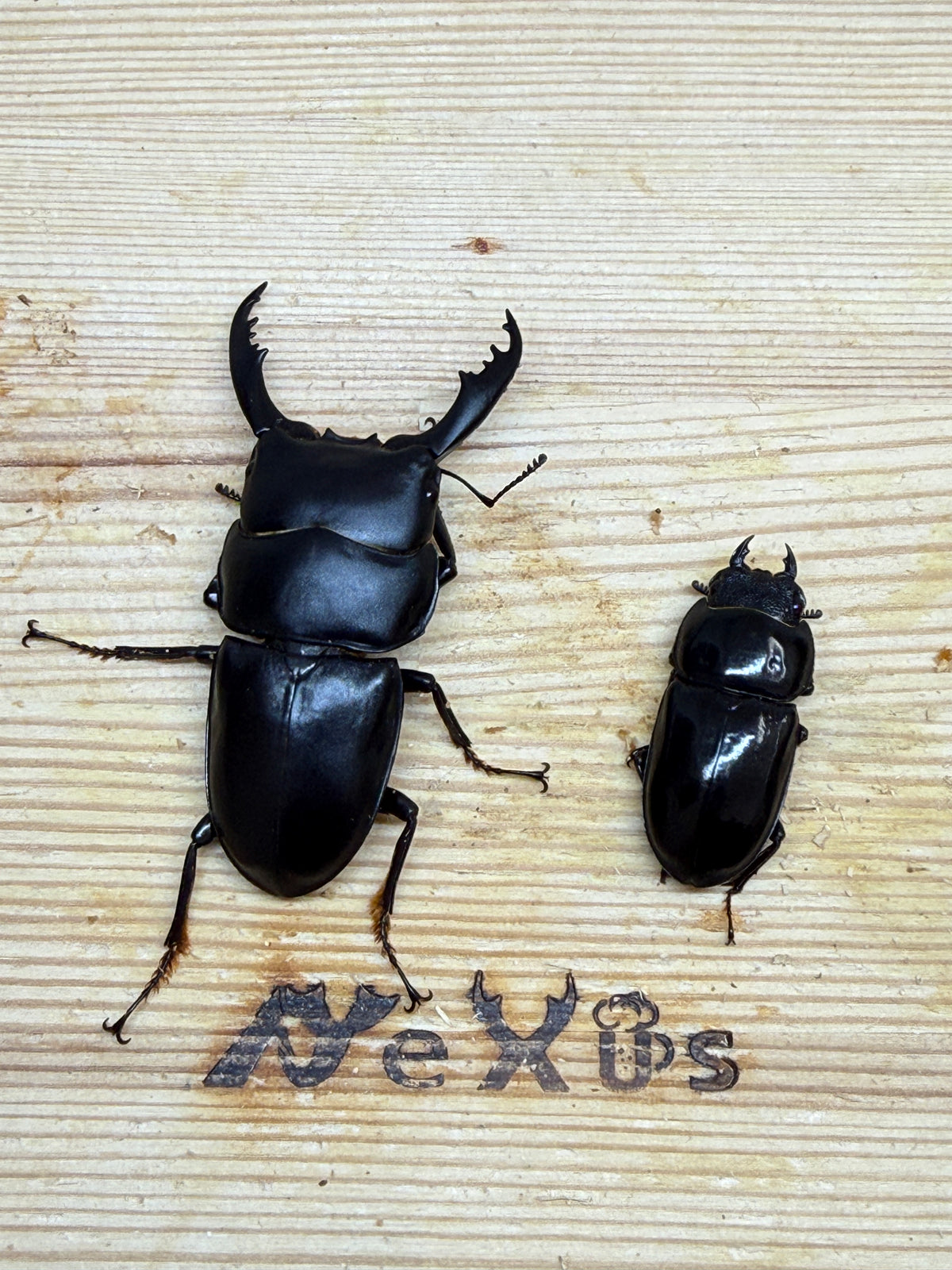インターメディウスヒラタクワガタ　♂55.2mm成虫ペア