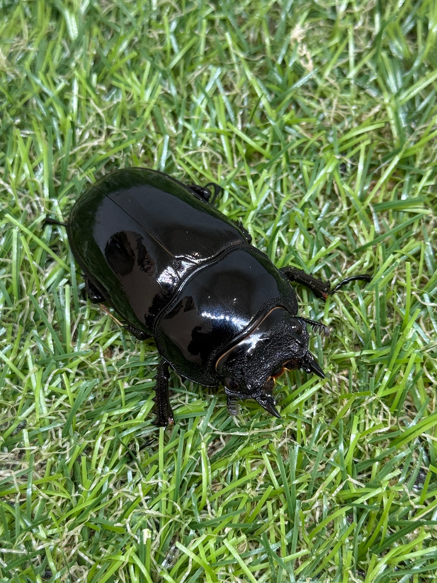 タランドゥスオオツヤクワガタ　♂75mm成虫ペア