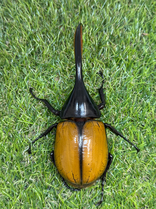 DH･エクアトリアヌス　♂124mm成虫ペア