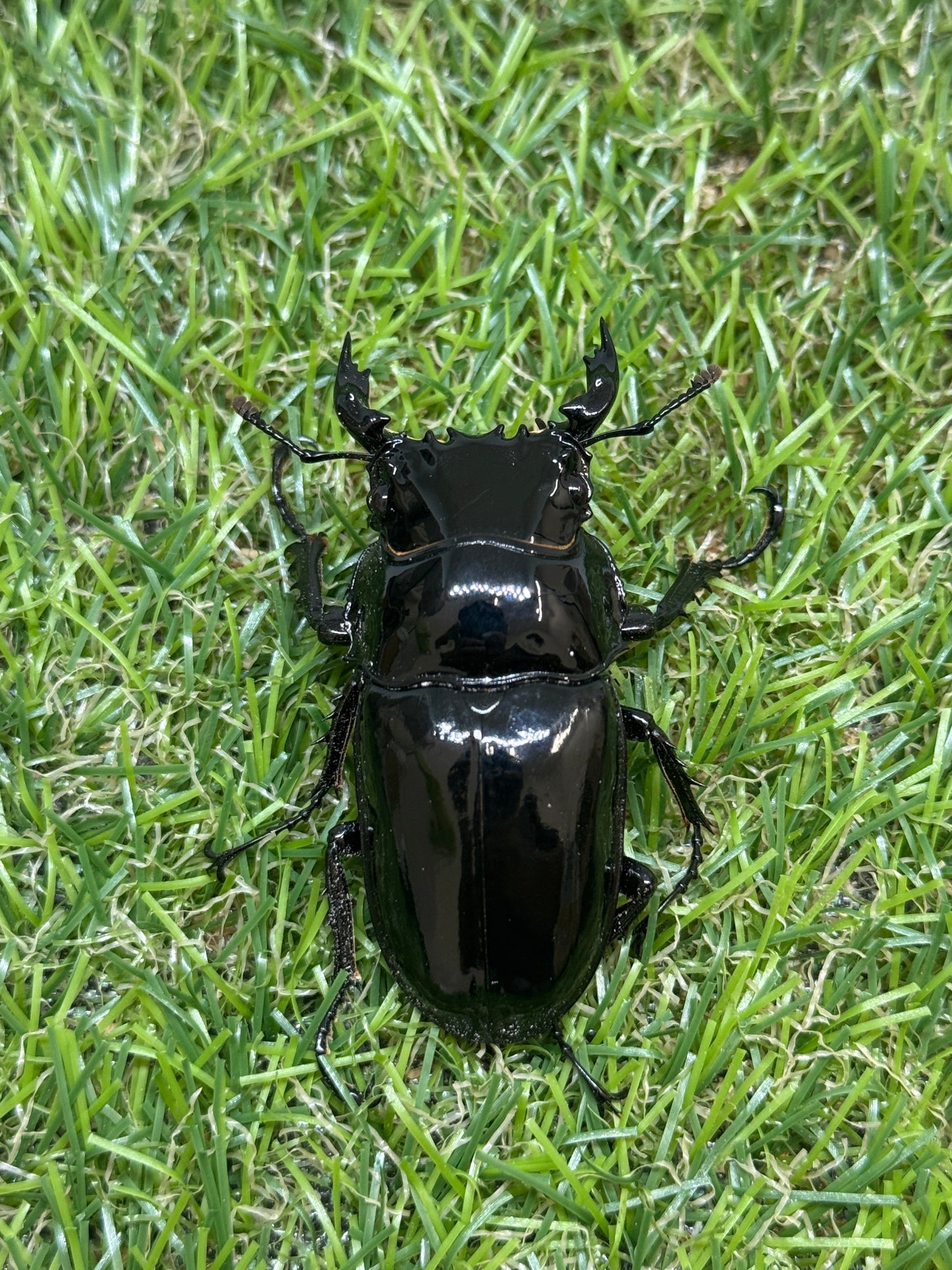 タランドゥスオオツヤクワガタ　♂56mm単品