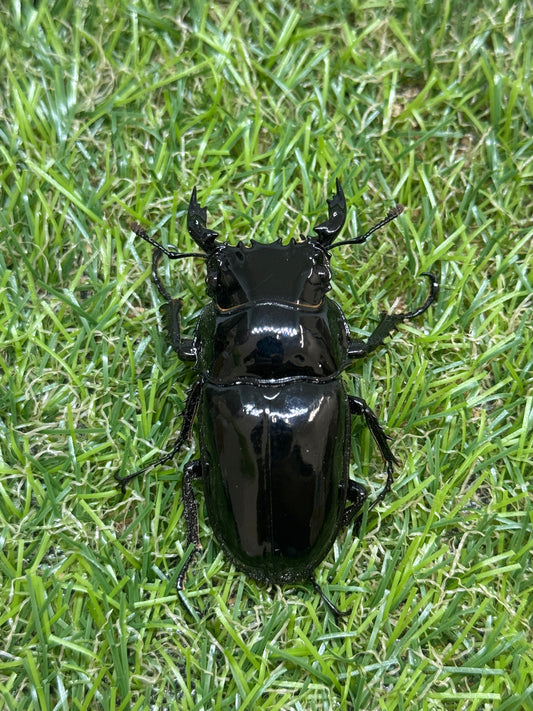 タランドゥスオオツヤクワガタ　♂56mm単品