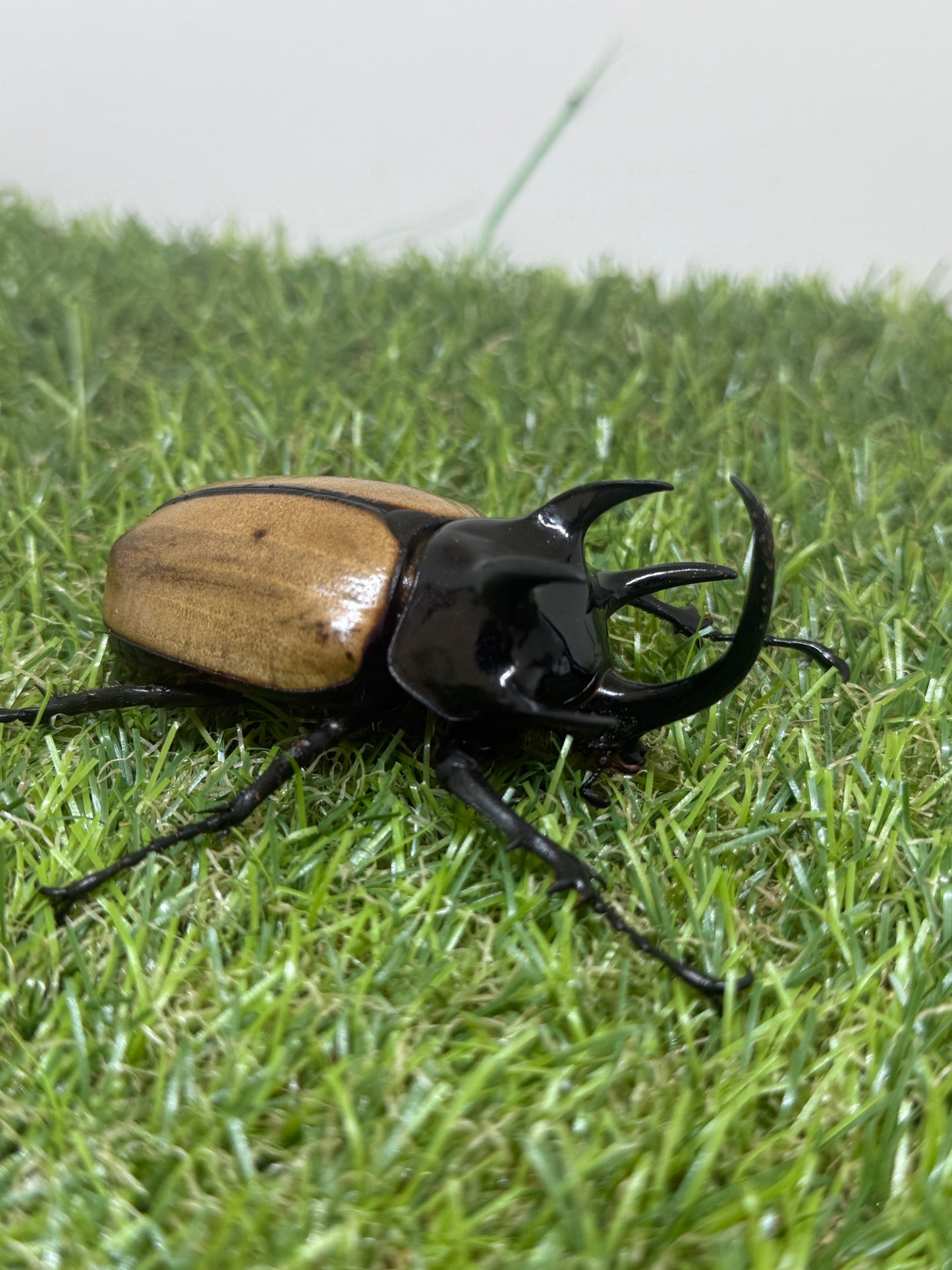 ゴホンヅノカブトWD　♂78mm成虫ペア
