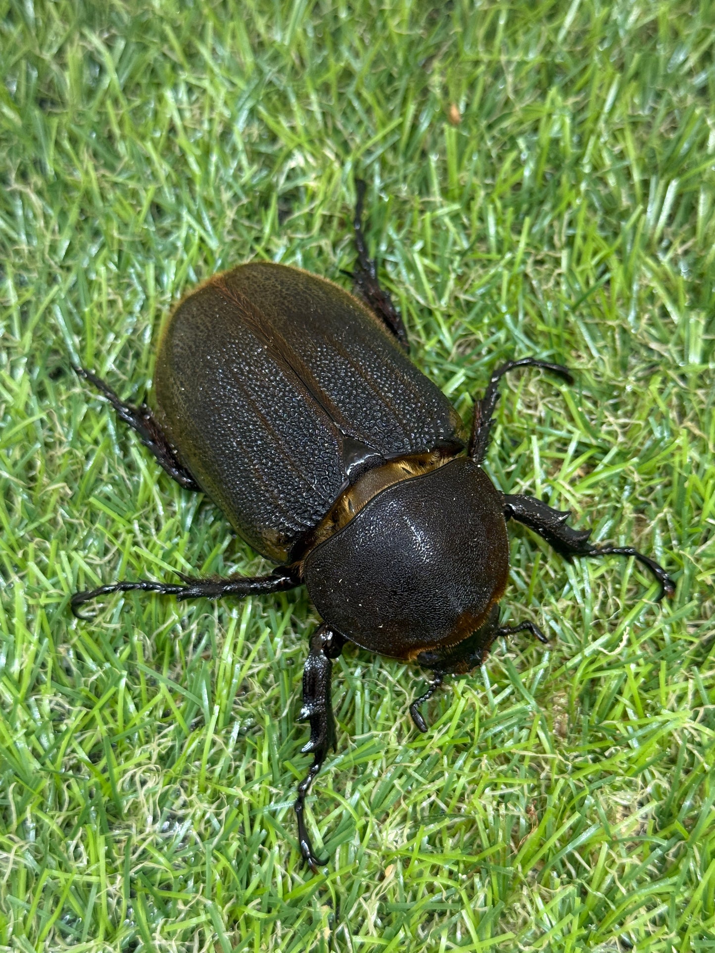 DH･ヘラクレス　♂138mm成虫ペア