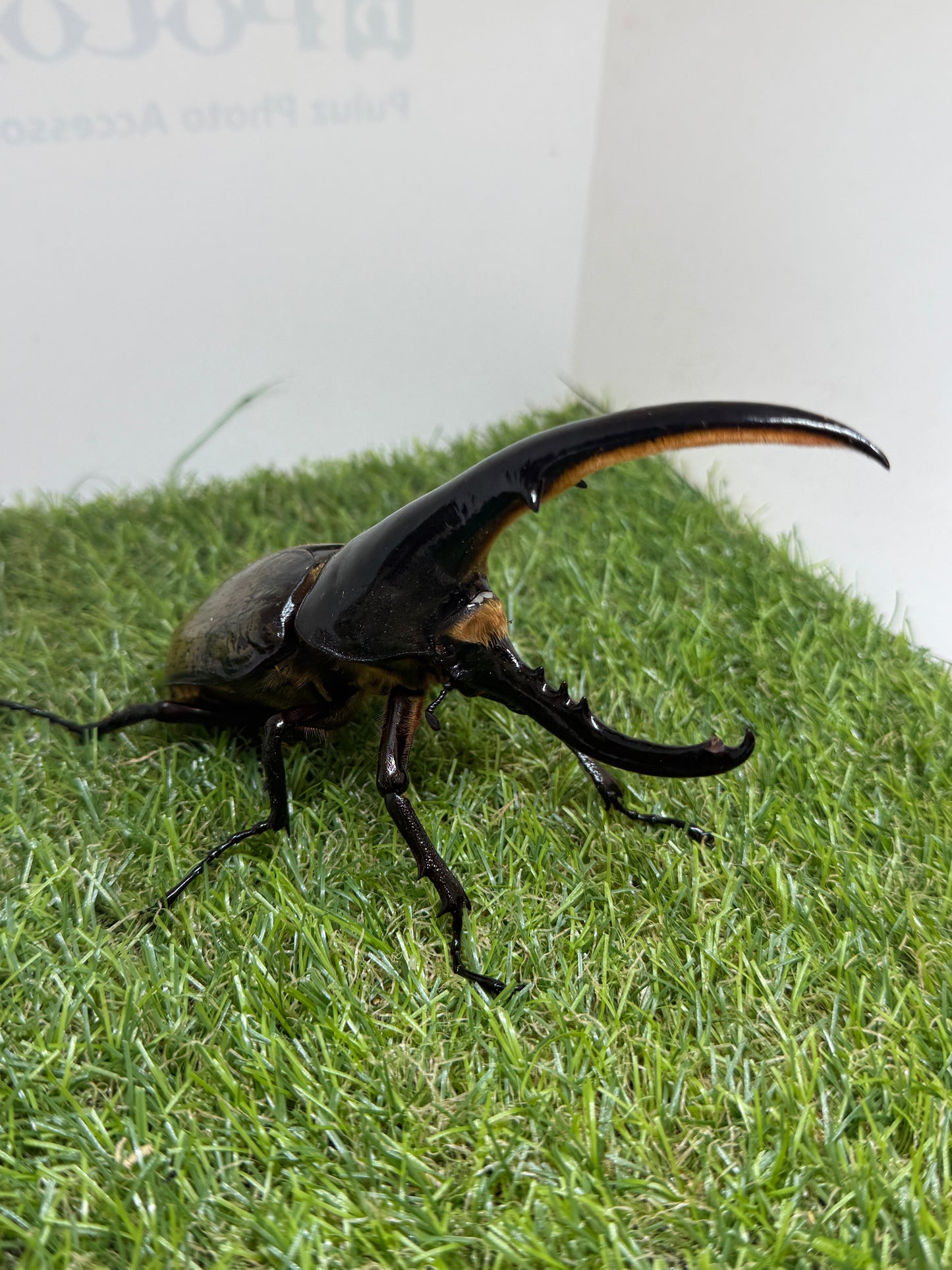 DH･ヘラクレス　♂154mm成虫ペア