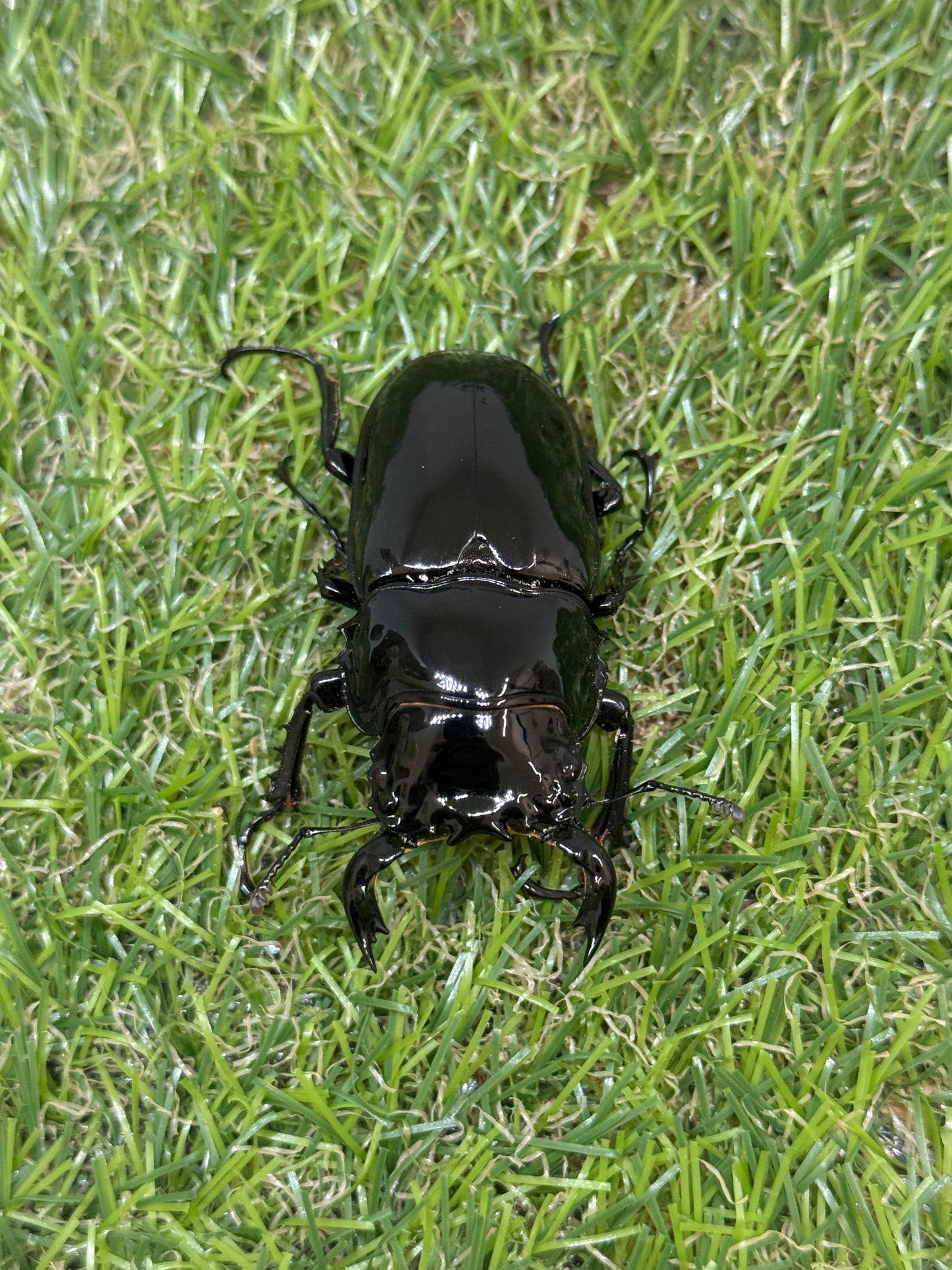 タランドゥスオオツヤクワガタ　♂59.5mm成虫ペア