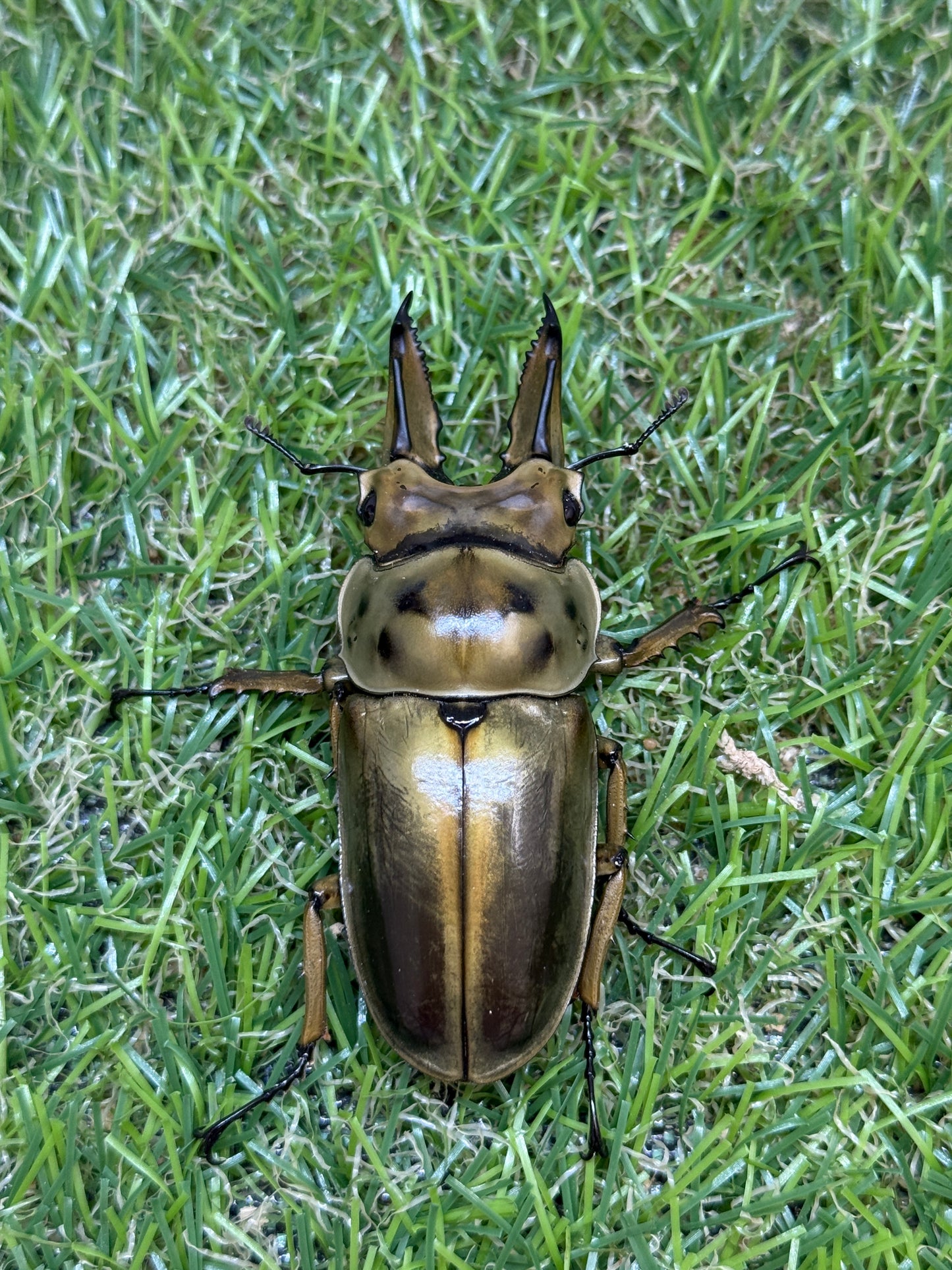 ババオウゴンオニクワガタ　♂62.8mm成虫ペア