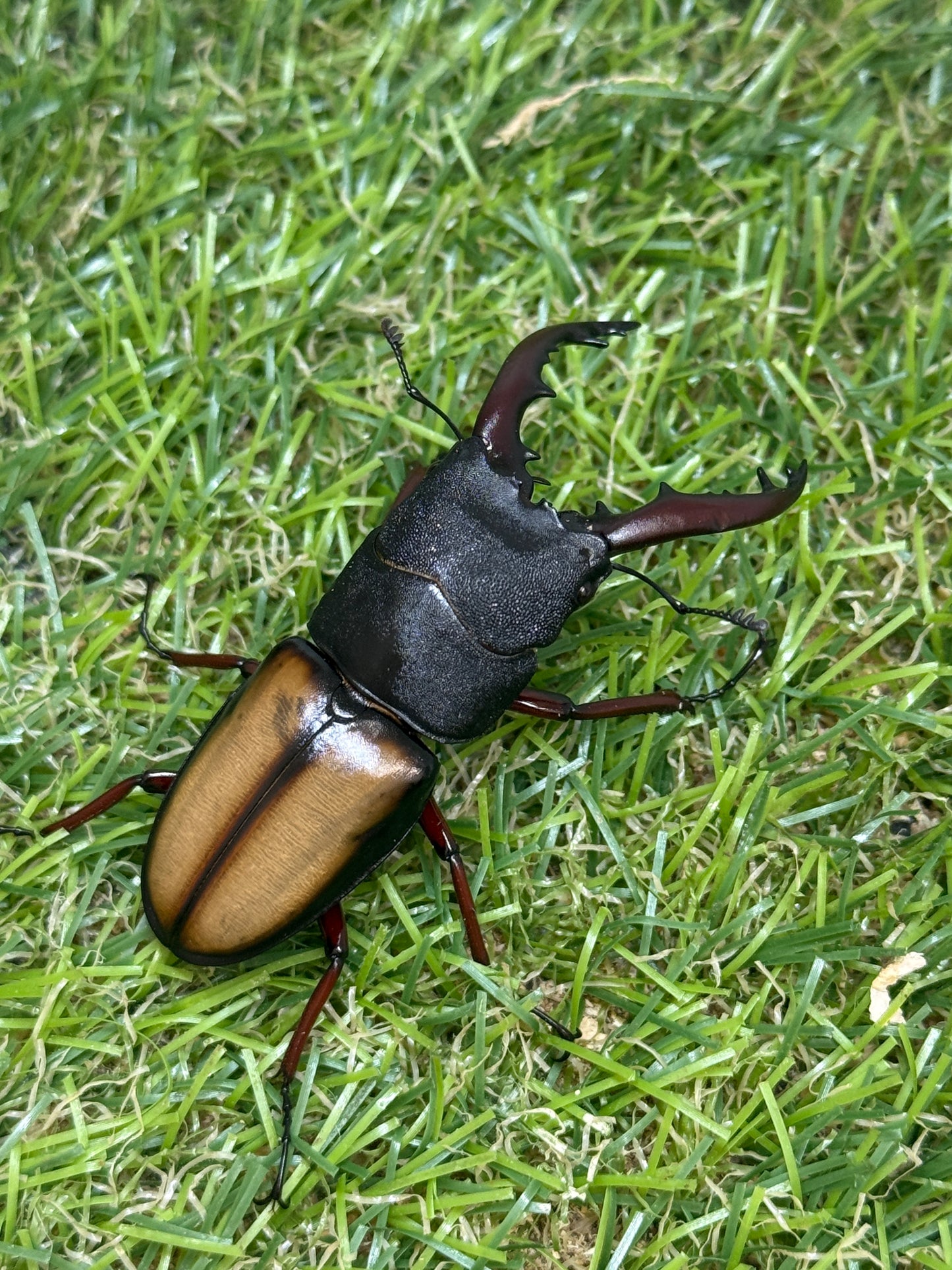 ウムハンギノコギリクワガタ ♂58mm単品