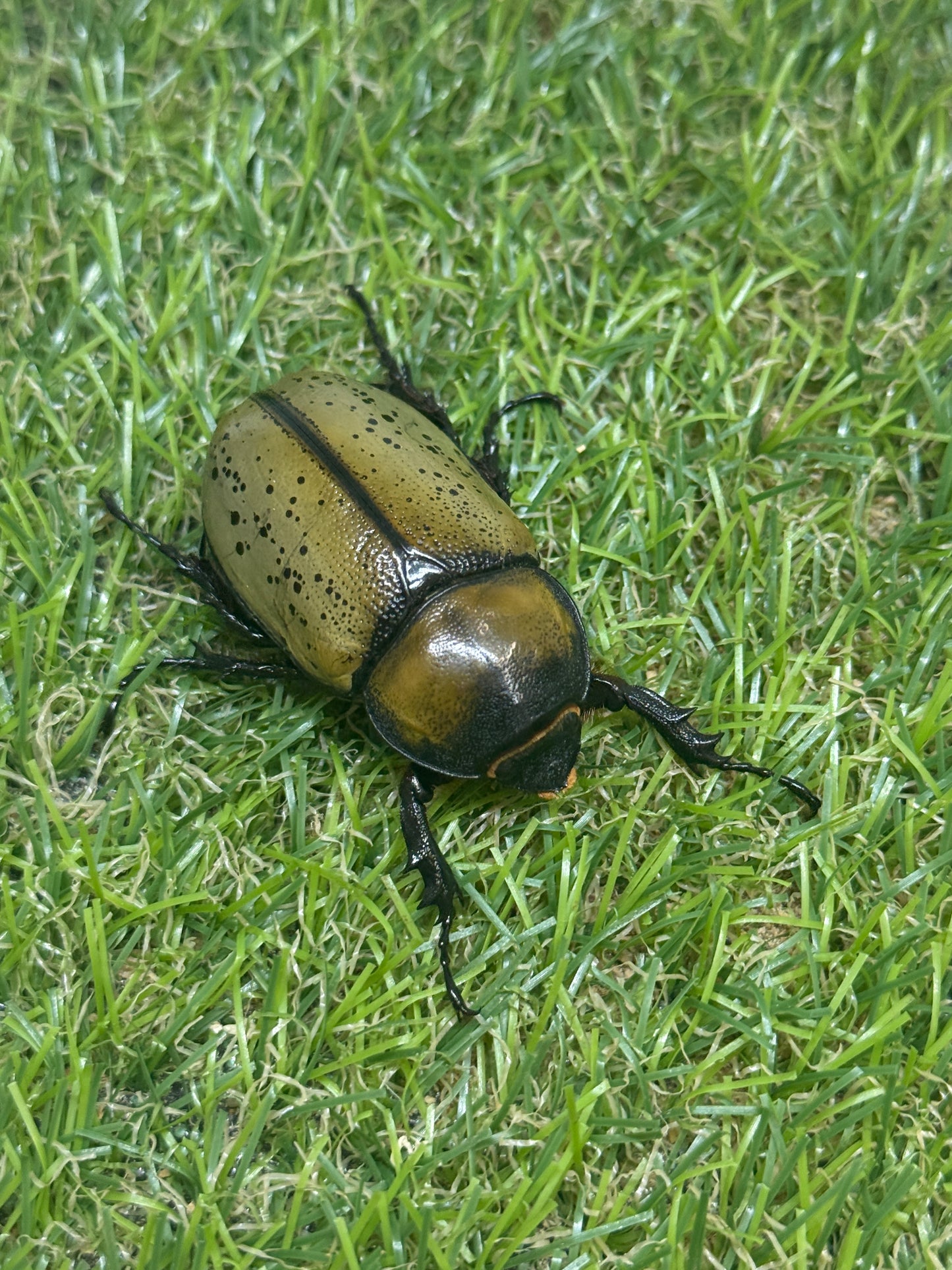 ティティウスシロカブト　♂59mm成虫ペア