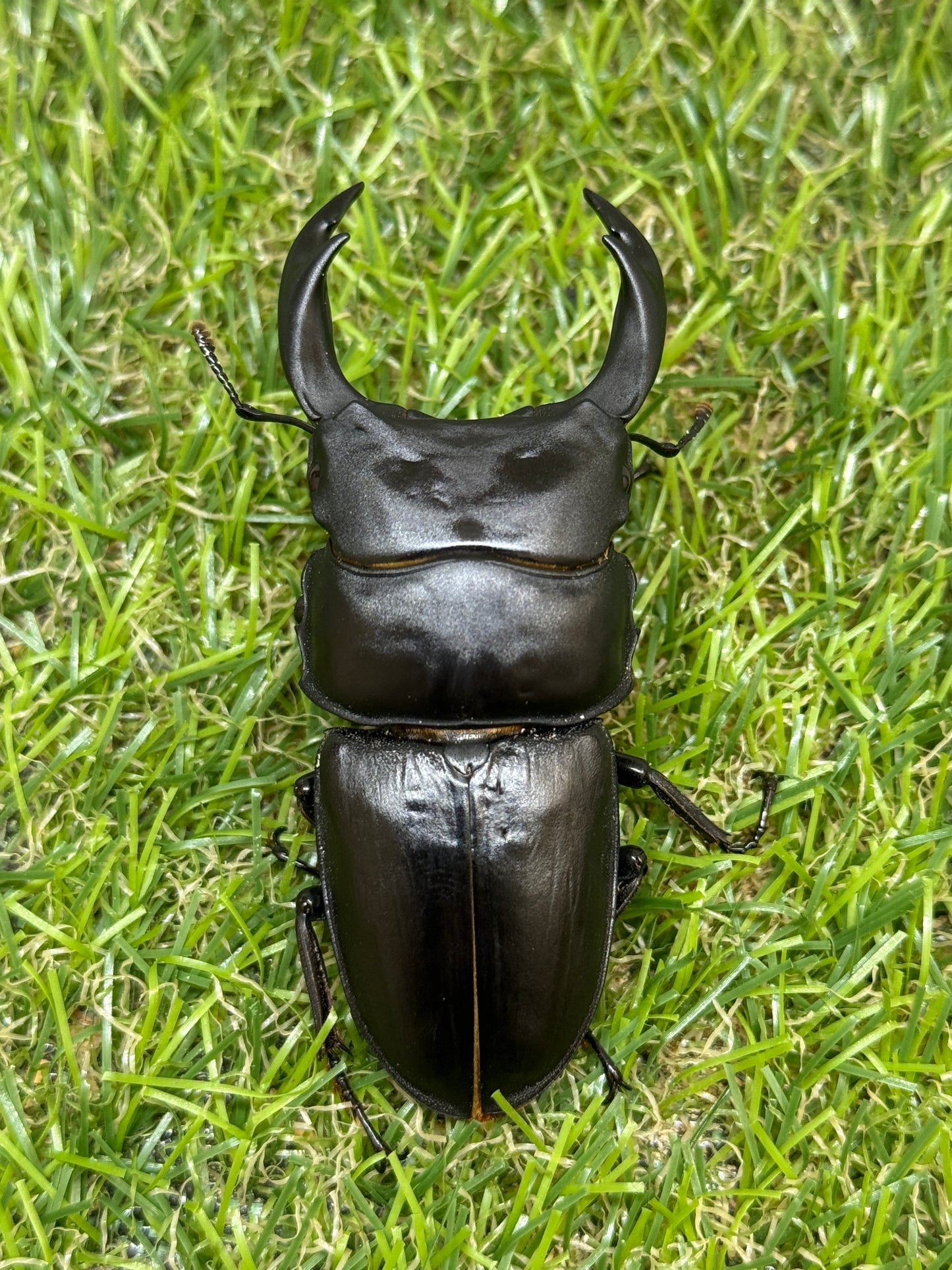 オオクワガタ 久留米　♂72mm成虫ペア