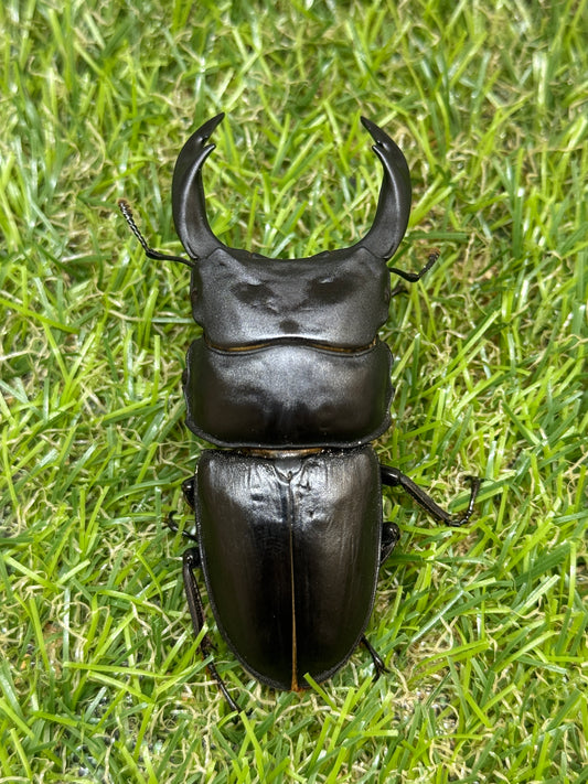 オオクワガタ 久留米　♂72mm成虫ペア