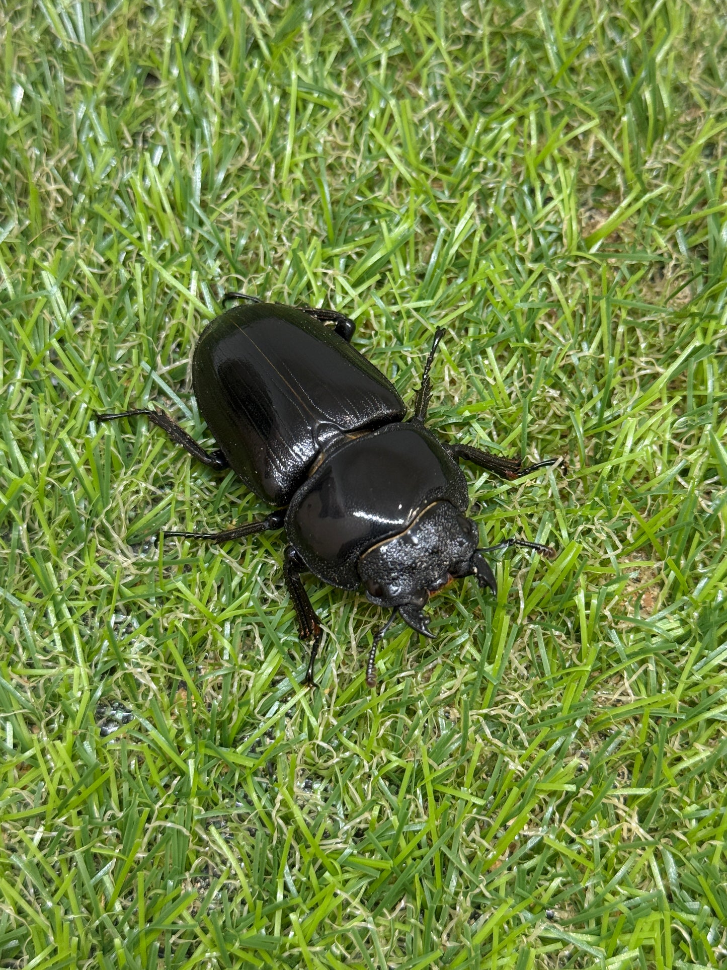 オオクワガタ　奈良輪川西　♂79.1mm成虫ペア