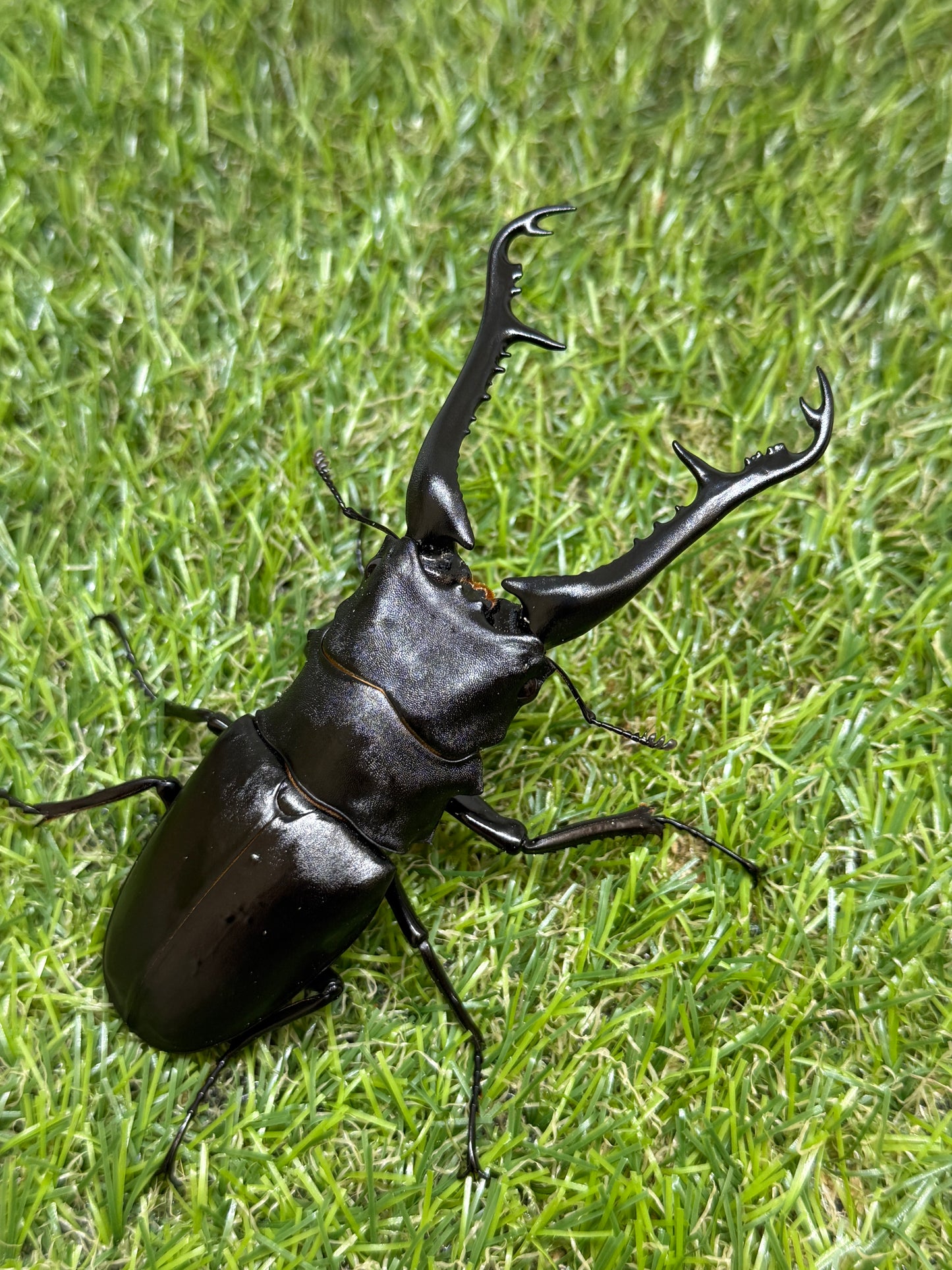 ギラファノコギリクワガタ　ケイスケ　♂107.5mm成虫ペア