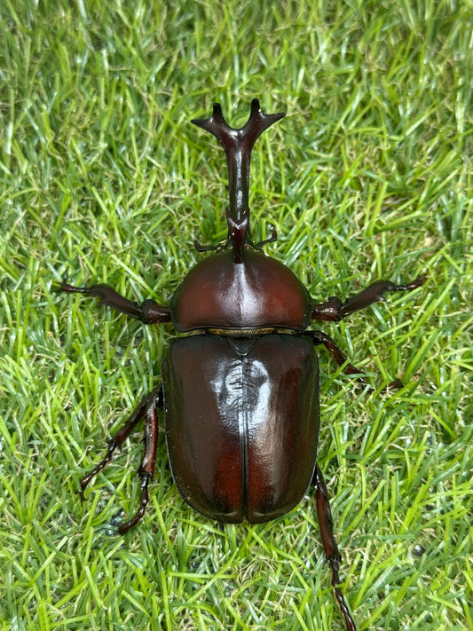 カブトムシ　サイズfree成虫ペア