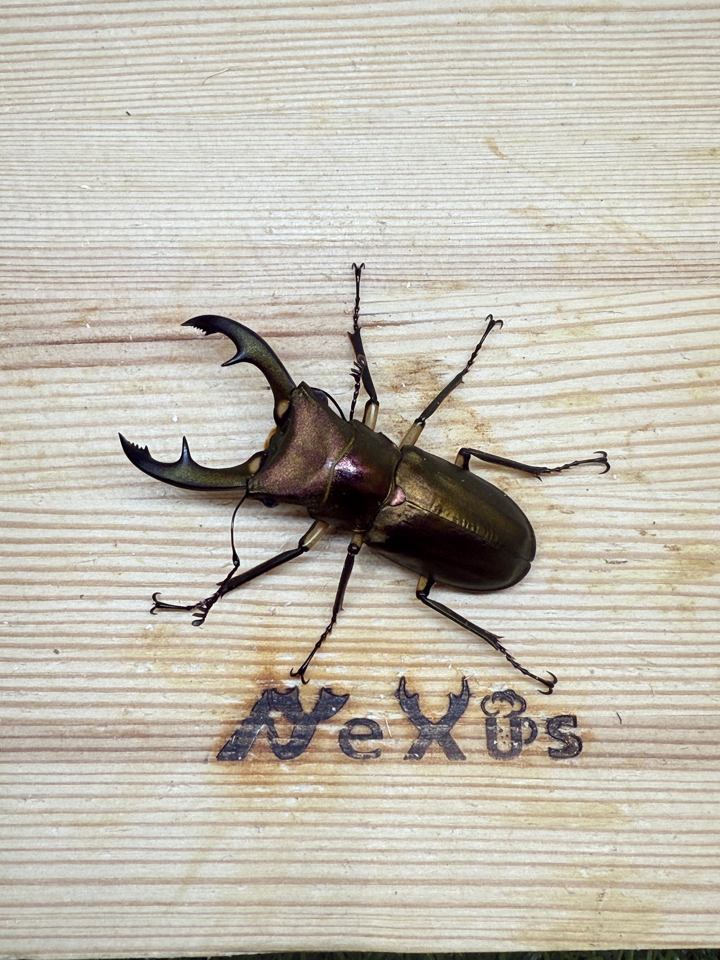 エラフスホソアカクワガタ　♂54.8mm単品