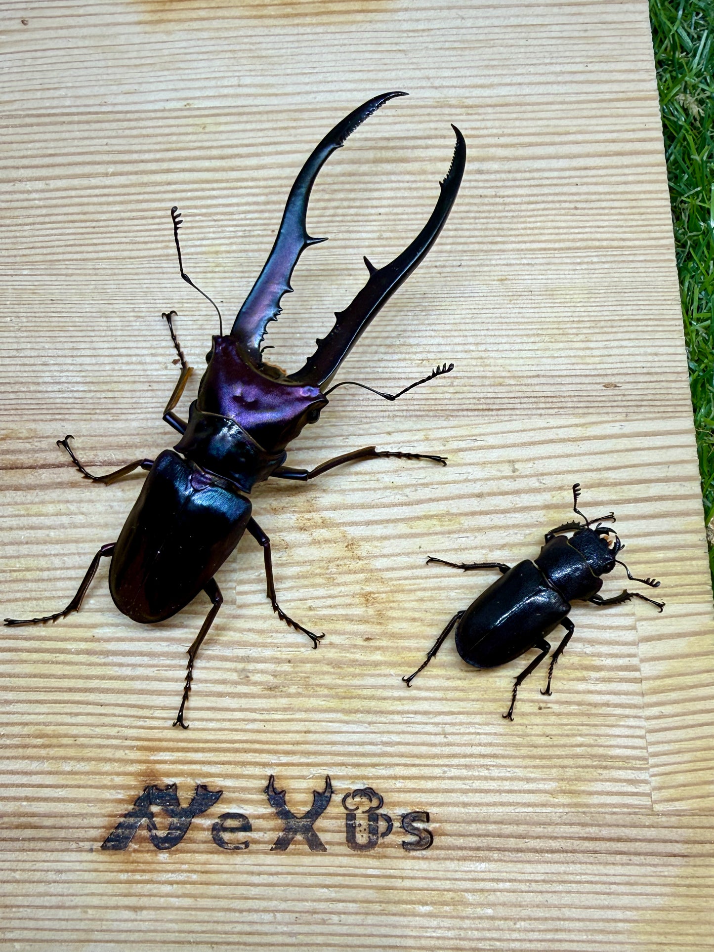 メタリフェルホソアカクワガタ　♂83.2mm成虫ペア