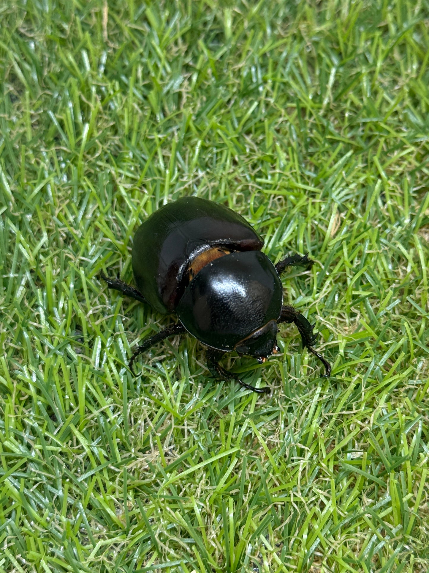 エンドウゴホンヅノカブト　♂46mm成虫ペア