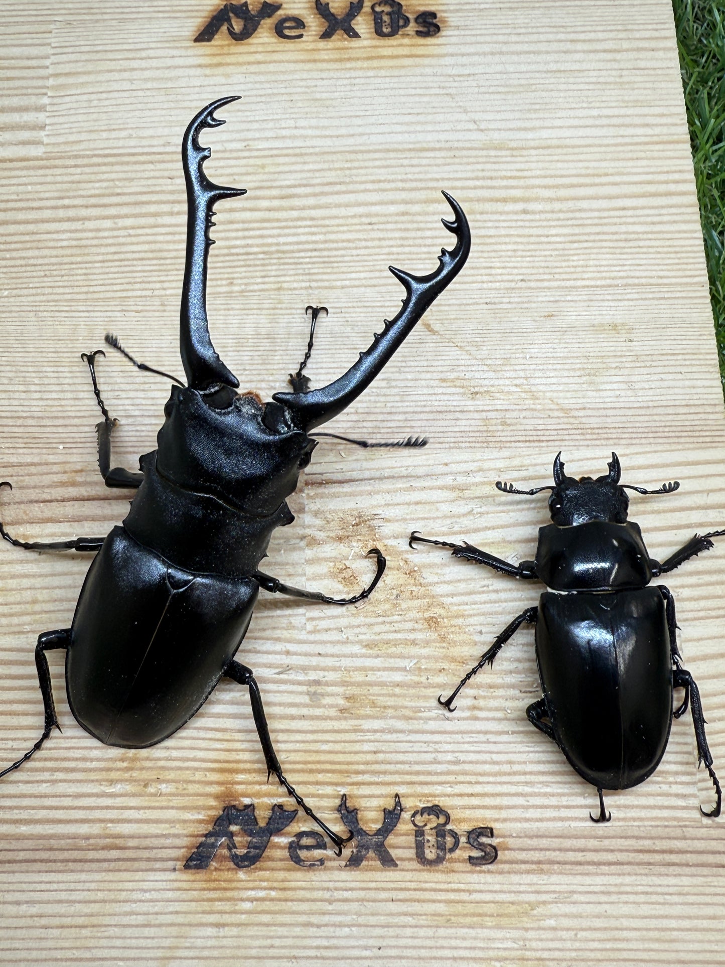 ギラファノコギリクワガタ　ケイスケ　♂94mm成虫ペア
