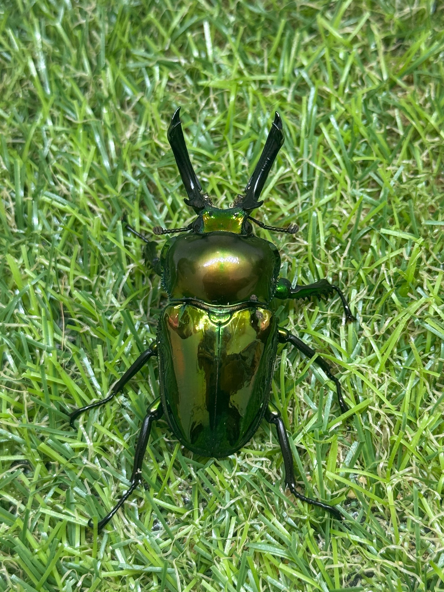 ニジイロクワガタ(ピカール系)　♂52.7mm成虫ペア