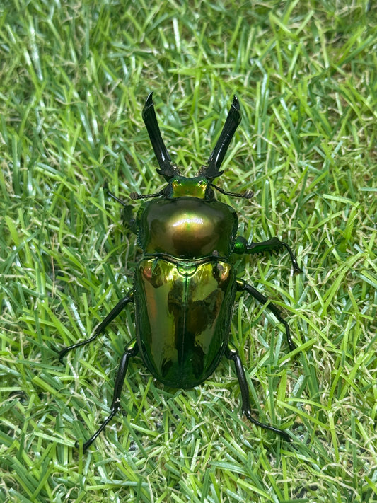 ニジイロクワガタ(ピカール系)　♂52.7mm成虫ペア