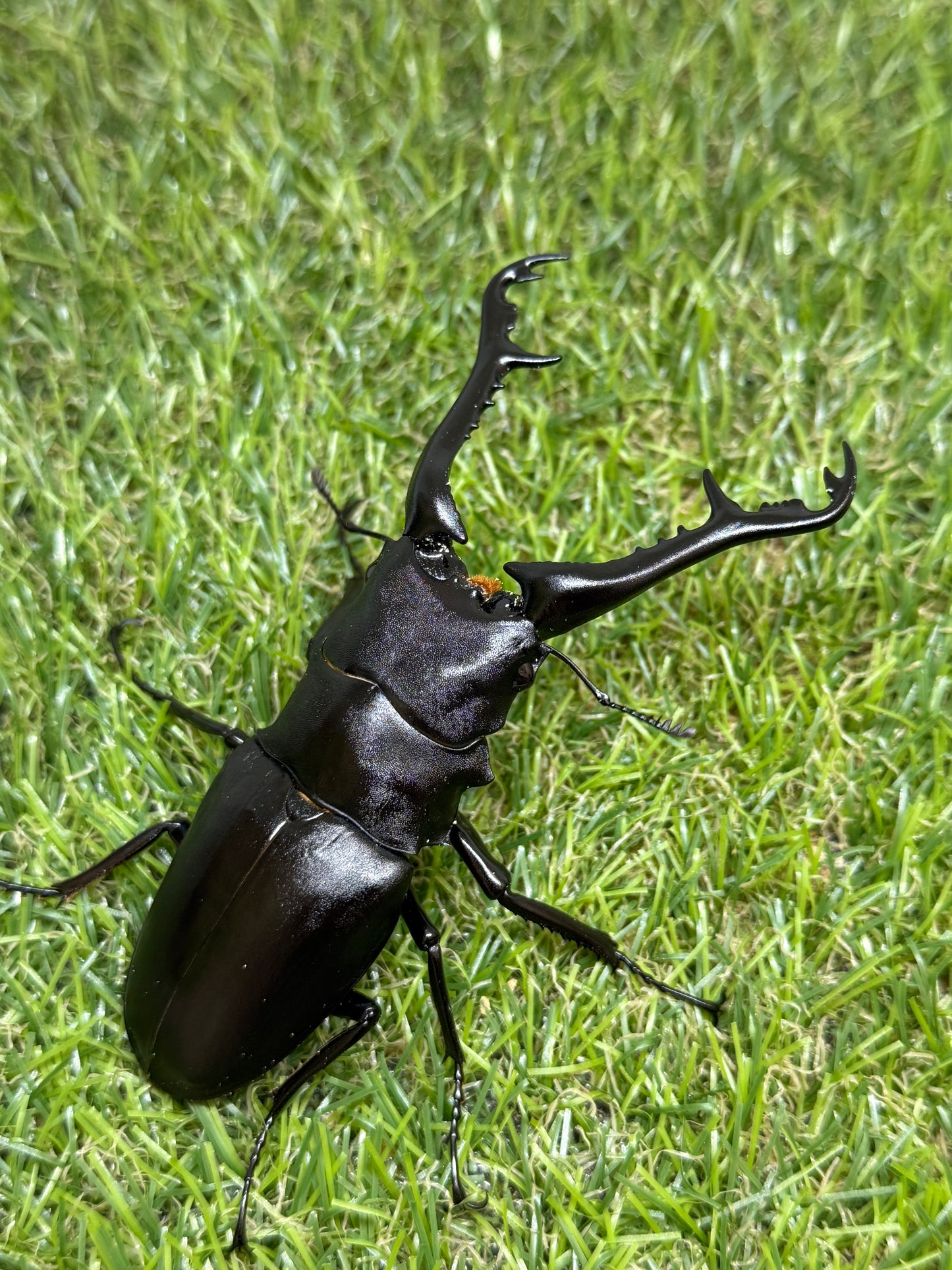 ギラファノコギリクワガタ　ケイスケ　♂102mm成虫ペア