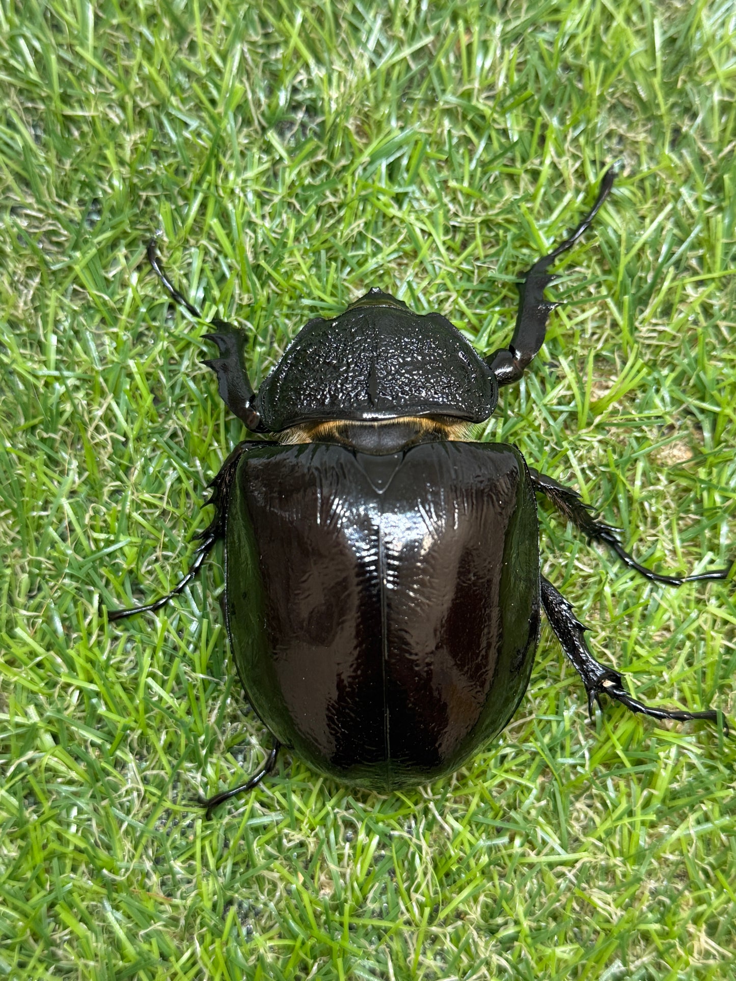 マルスゾウカブト　♂113mm成虫ペア